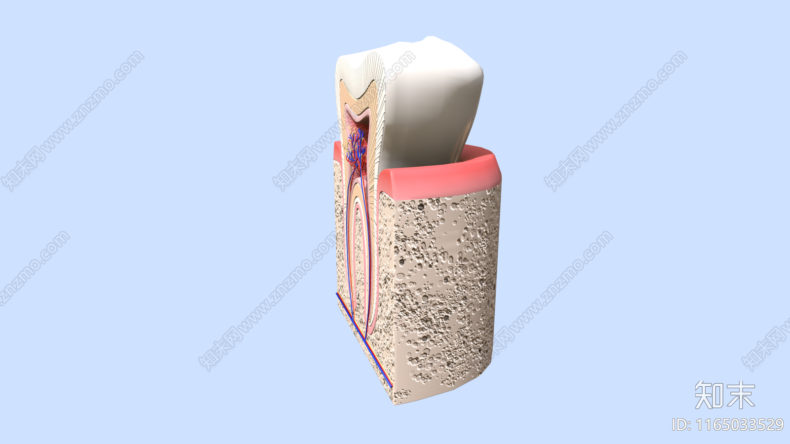 男人3D模型下载【ID:1165033529】