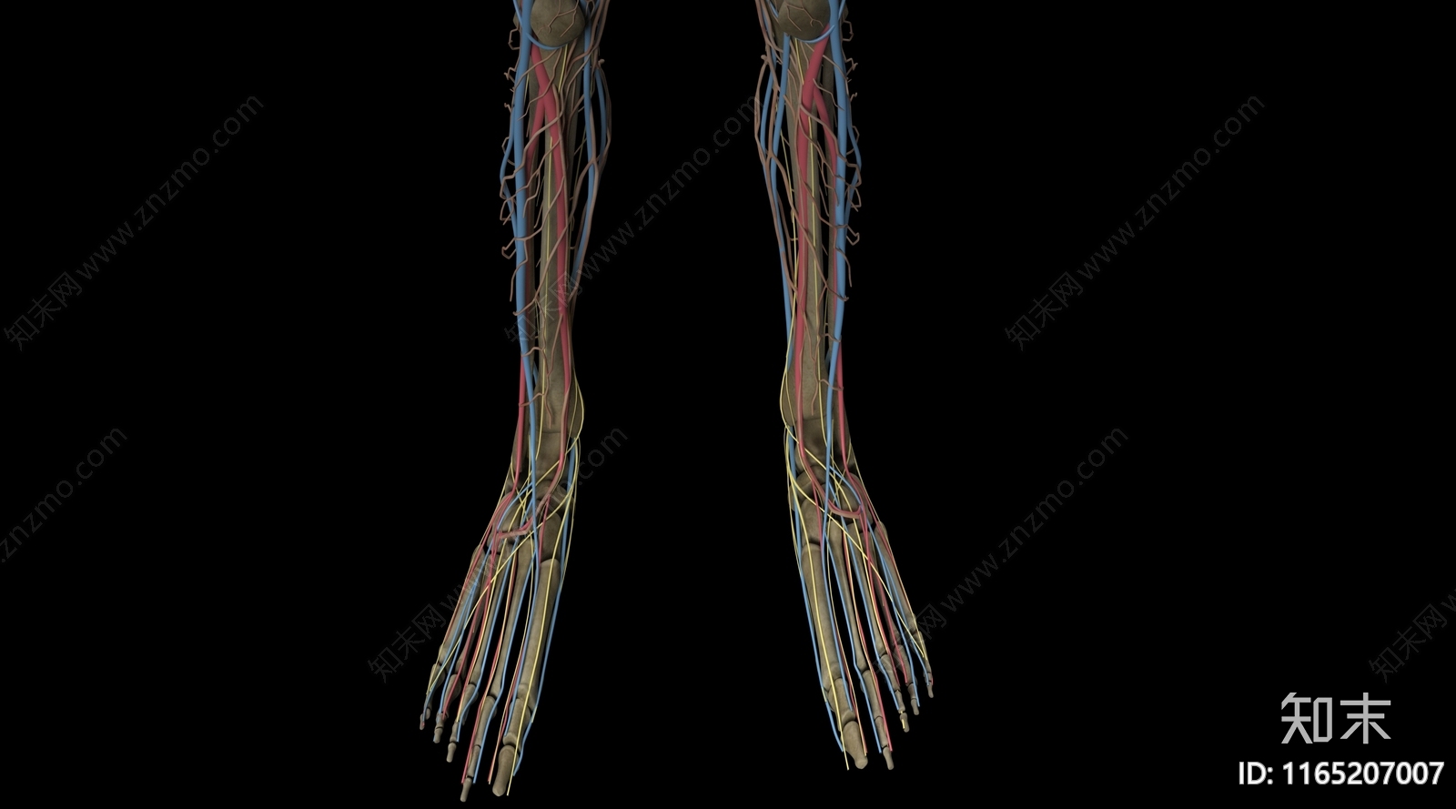 男人3D模型下载【ID:1165207007】