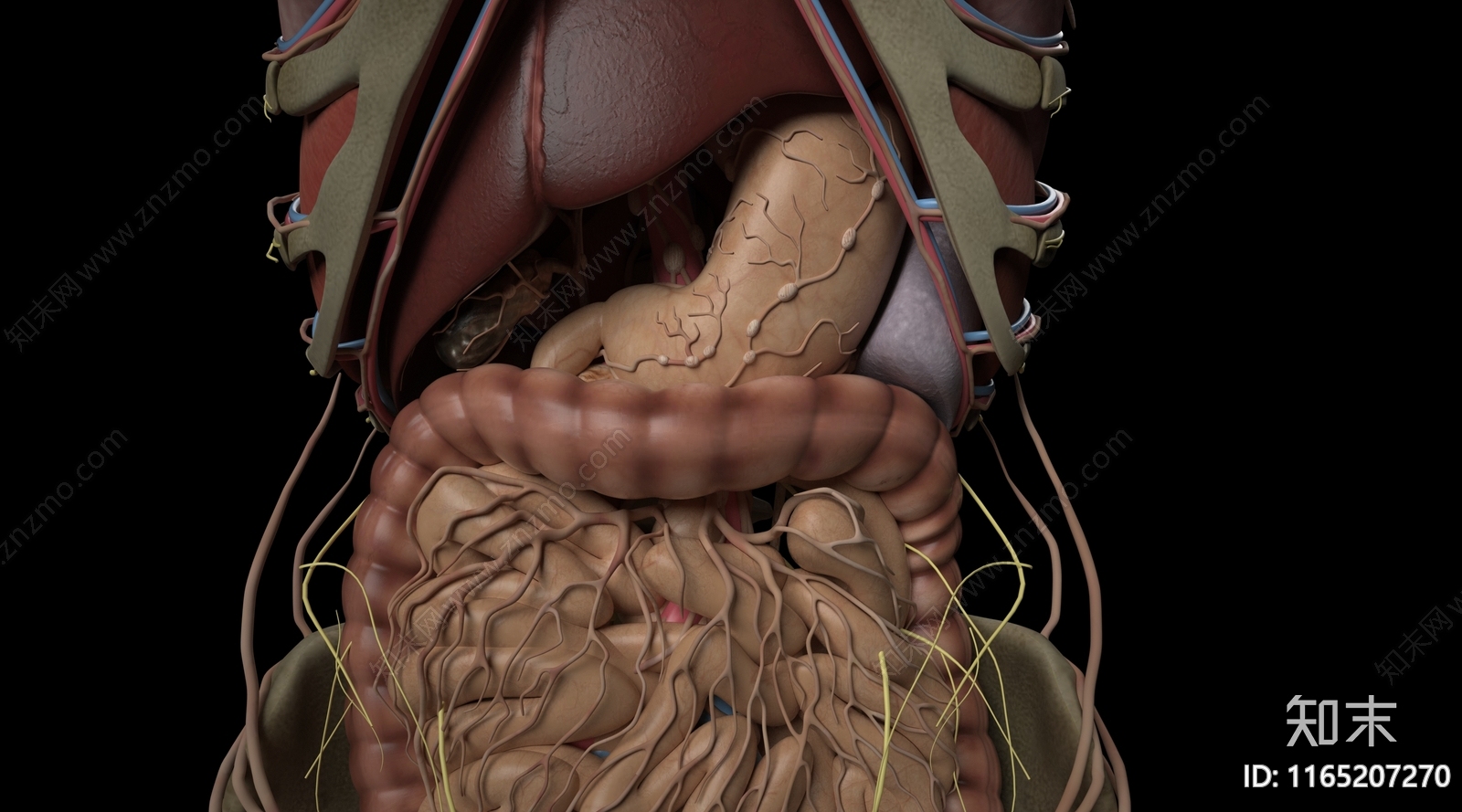 虚拟人物3D模型下载【ID:1165207270】