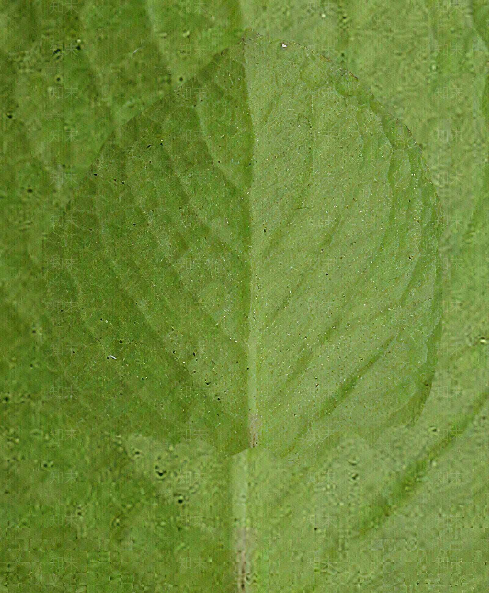 现代树皮贴图下载【ID:1165217671】