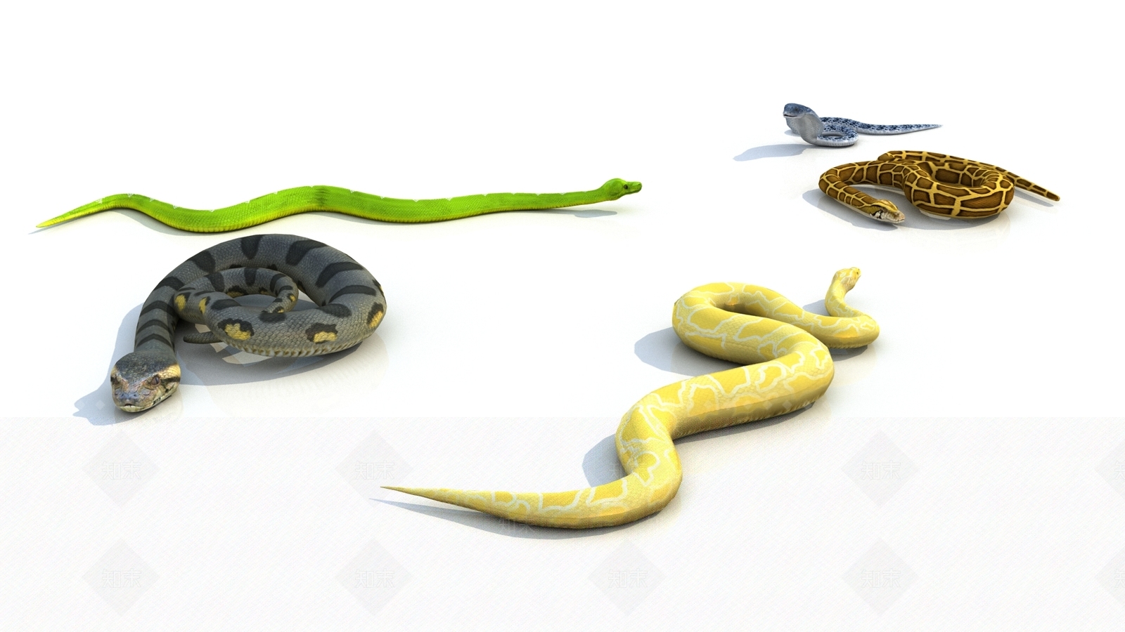 爬行类动物3D模型下载【ID:1165269373】