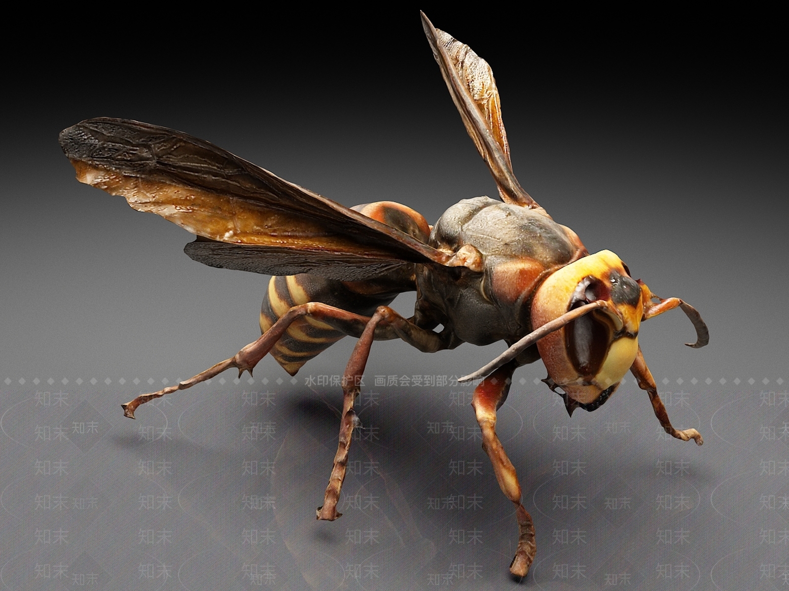 飞行类动物3D模型下载【ID:1165353036】