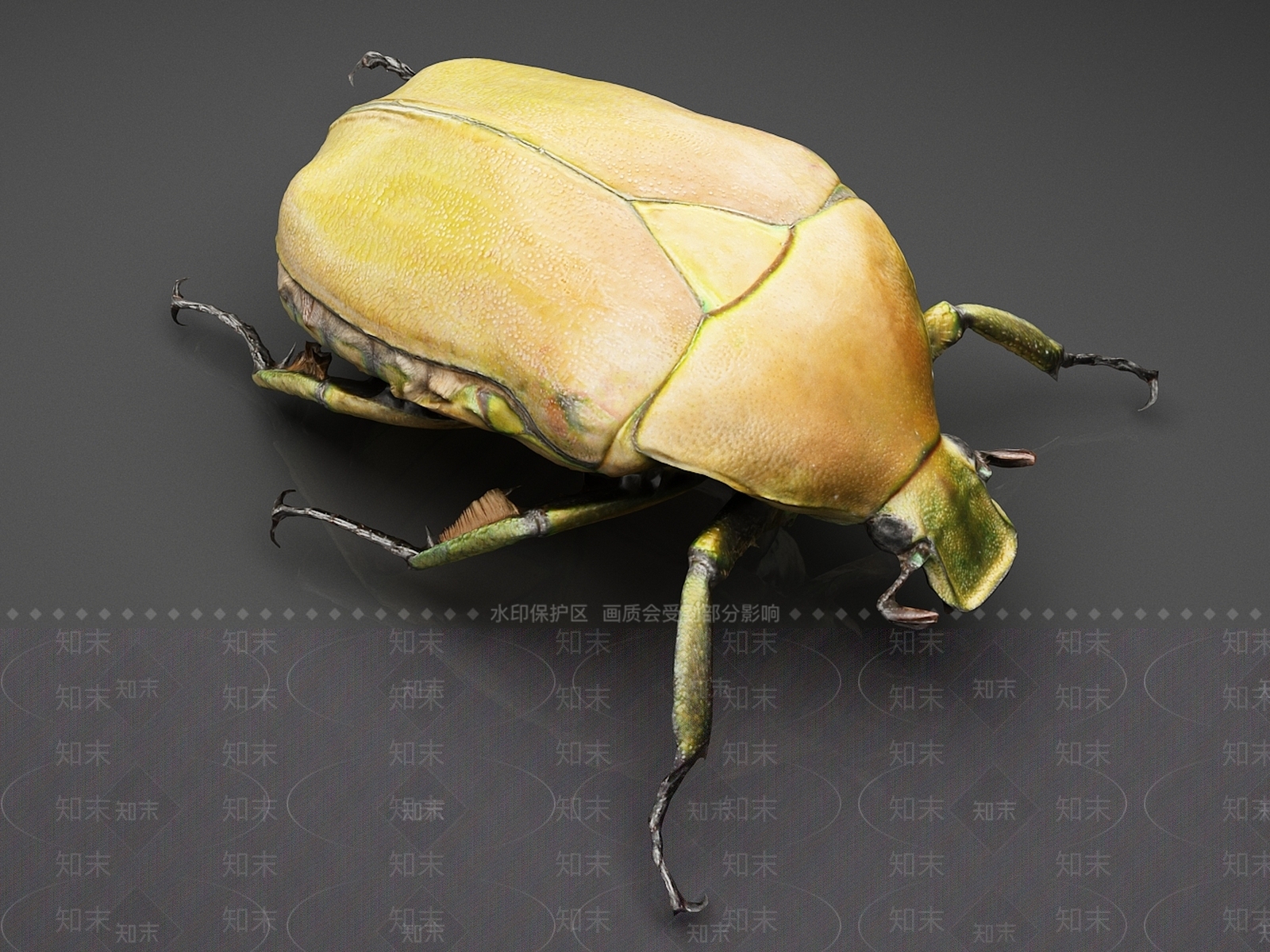 爬行类动物3D模型下载【ID:1165354840】