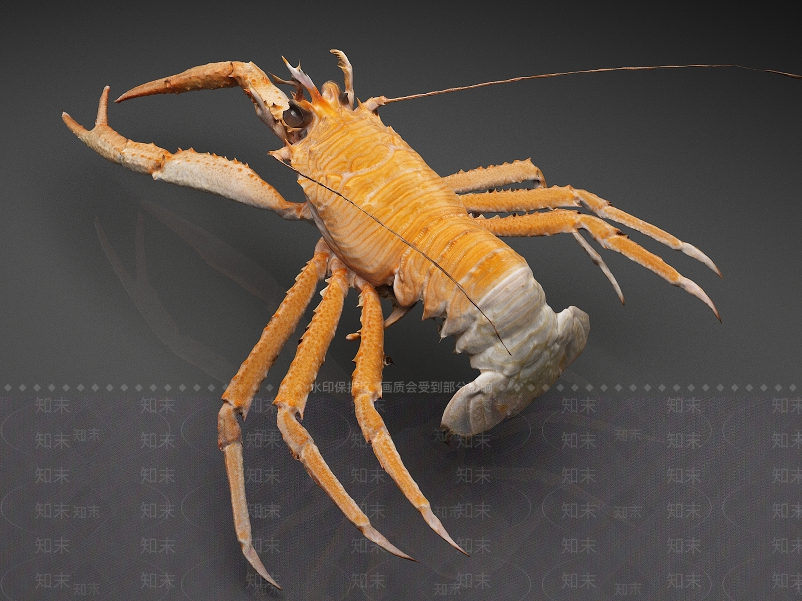 水生类动物3D模型下载【ID:1165356251】