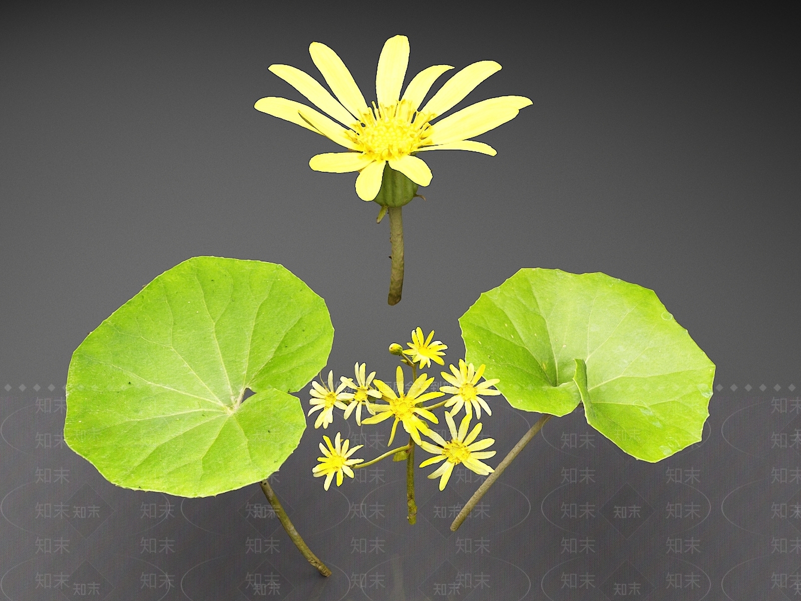 花草组合3D模型下载【ID:1165356362】
