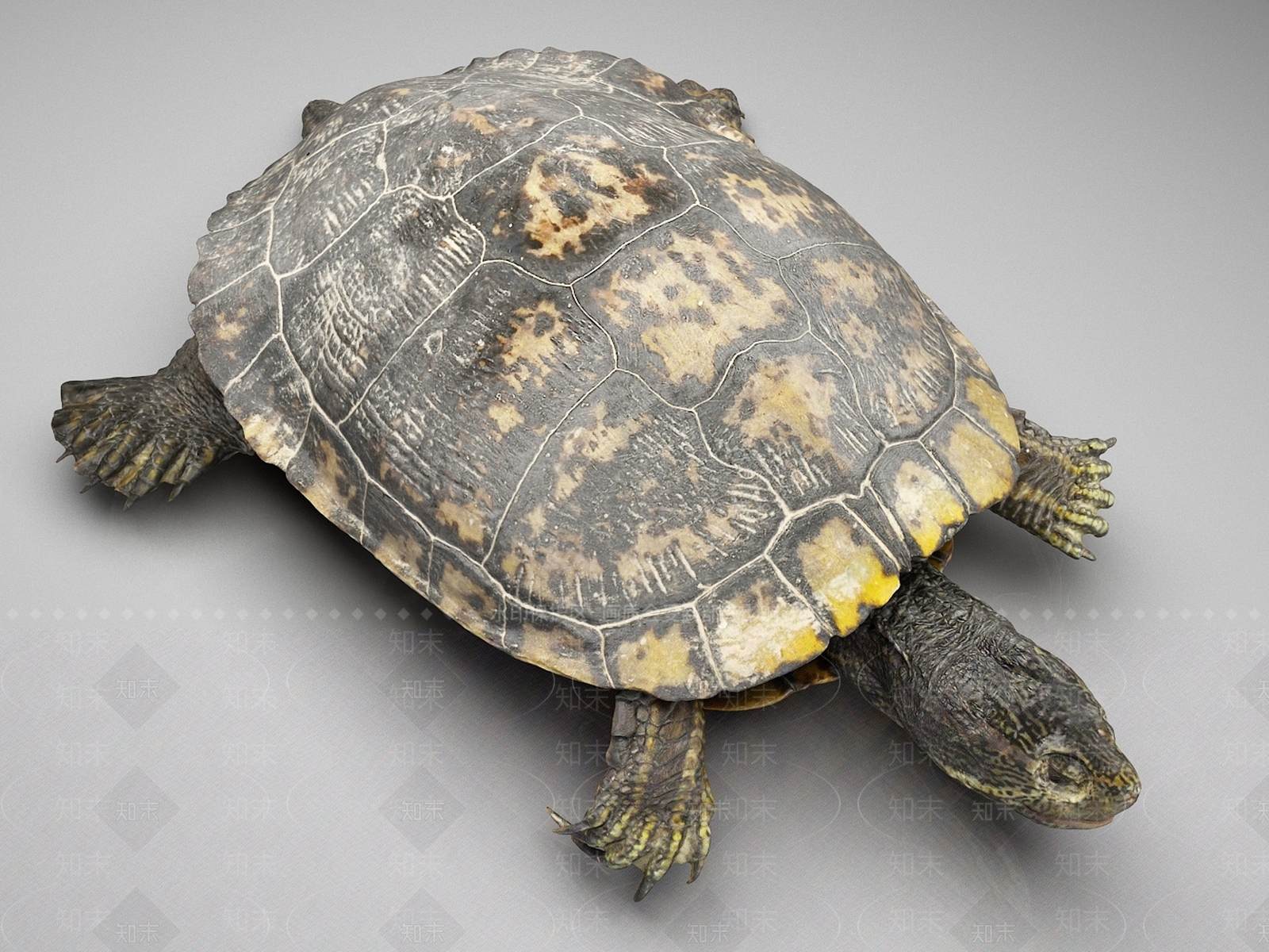 爬行类动物3D模型下载【ID:1165356486】