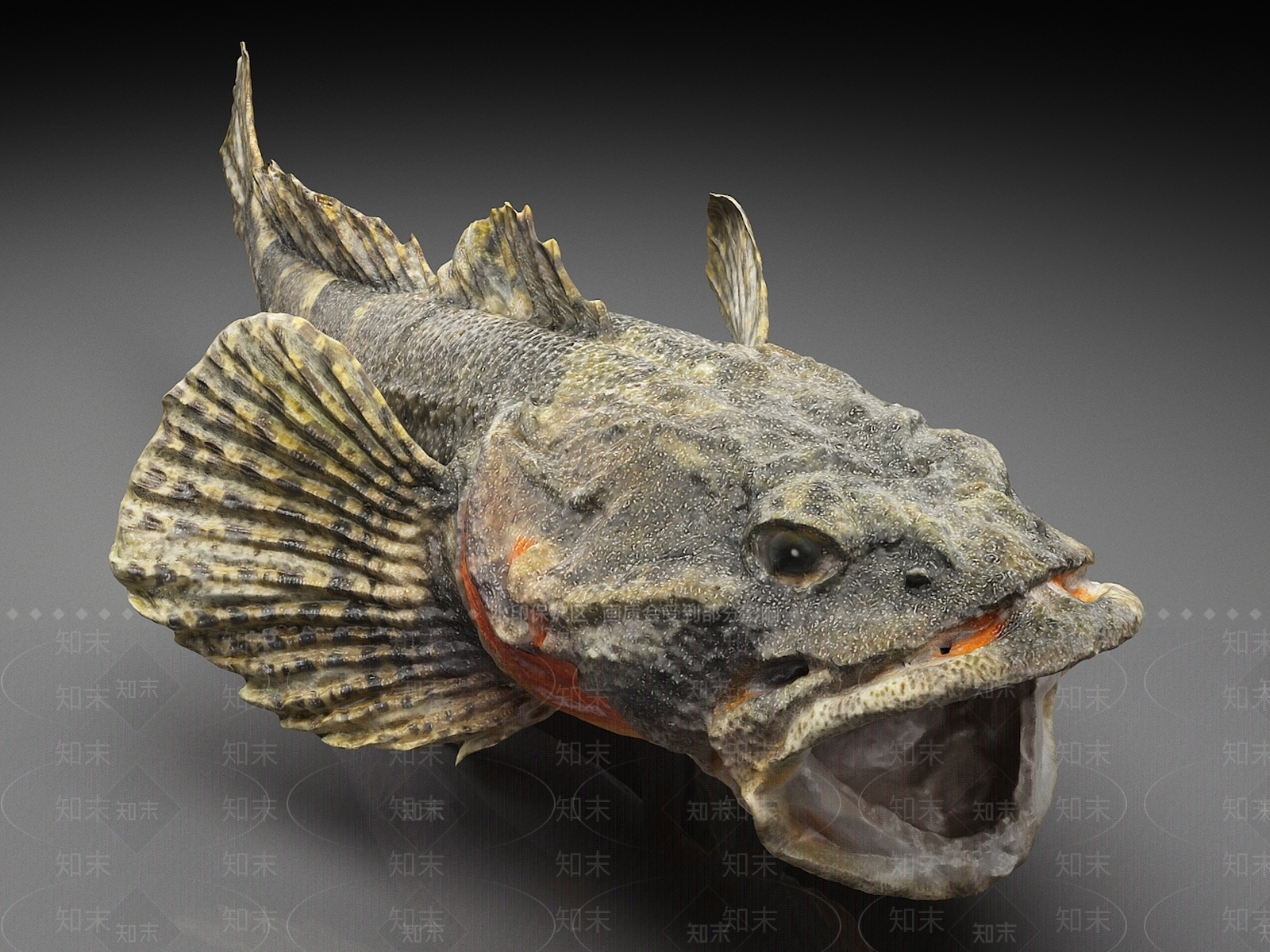 水生类动物3D模型下载【ID:1165356601】