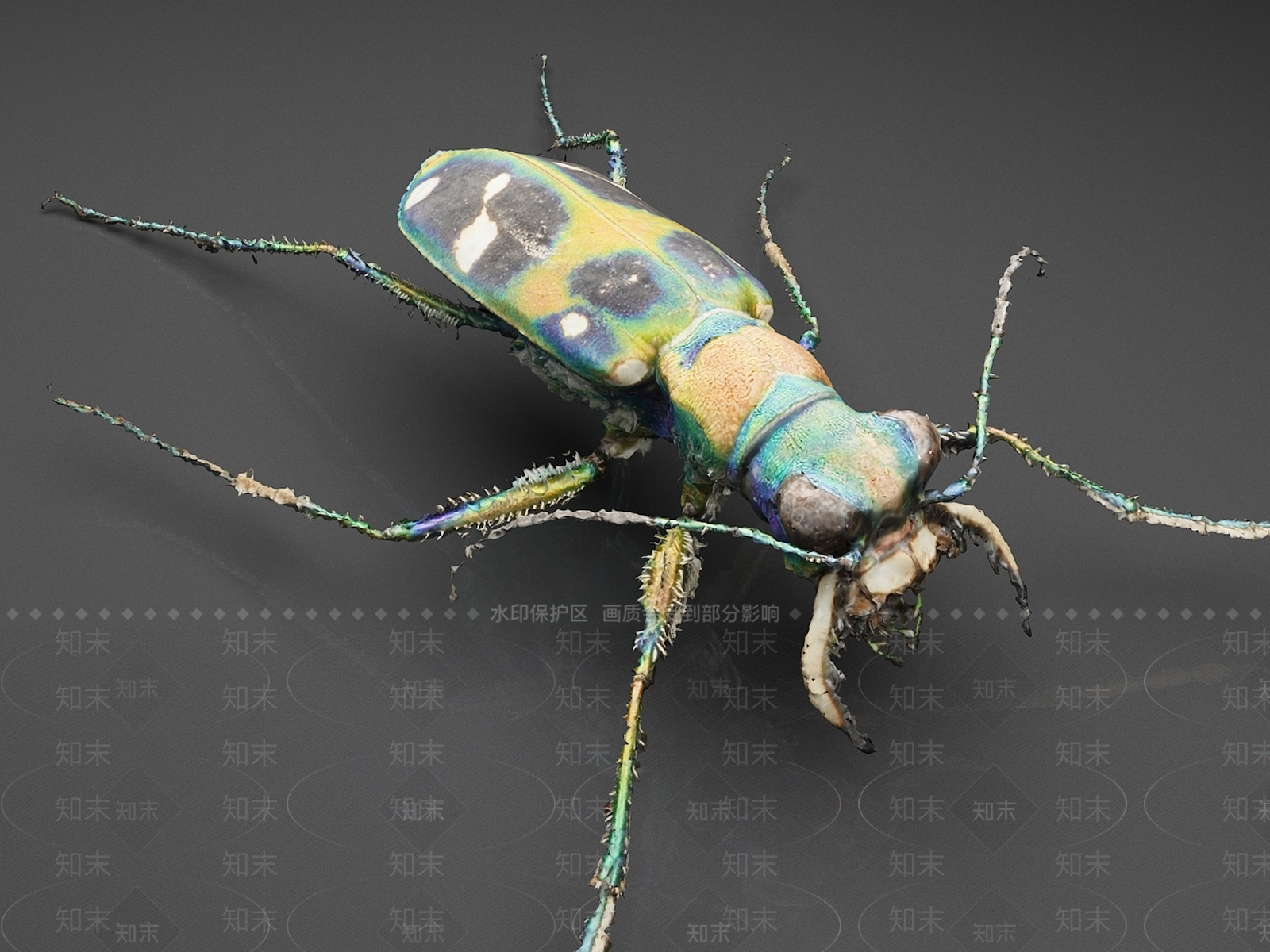爬行类动物3D模型下载【ID:1165357045】