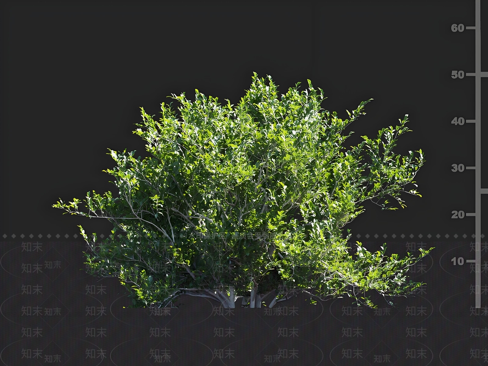 灌木3D模型下载【ID:1165361946】