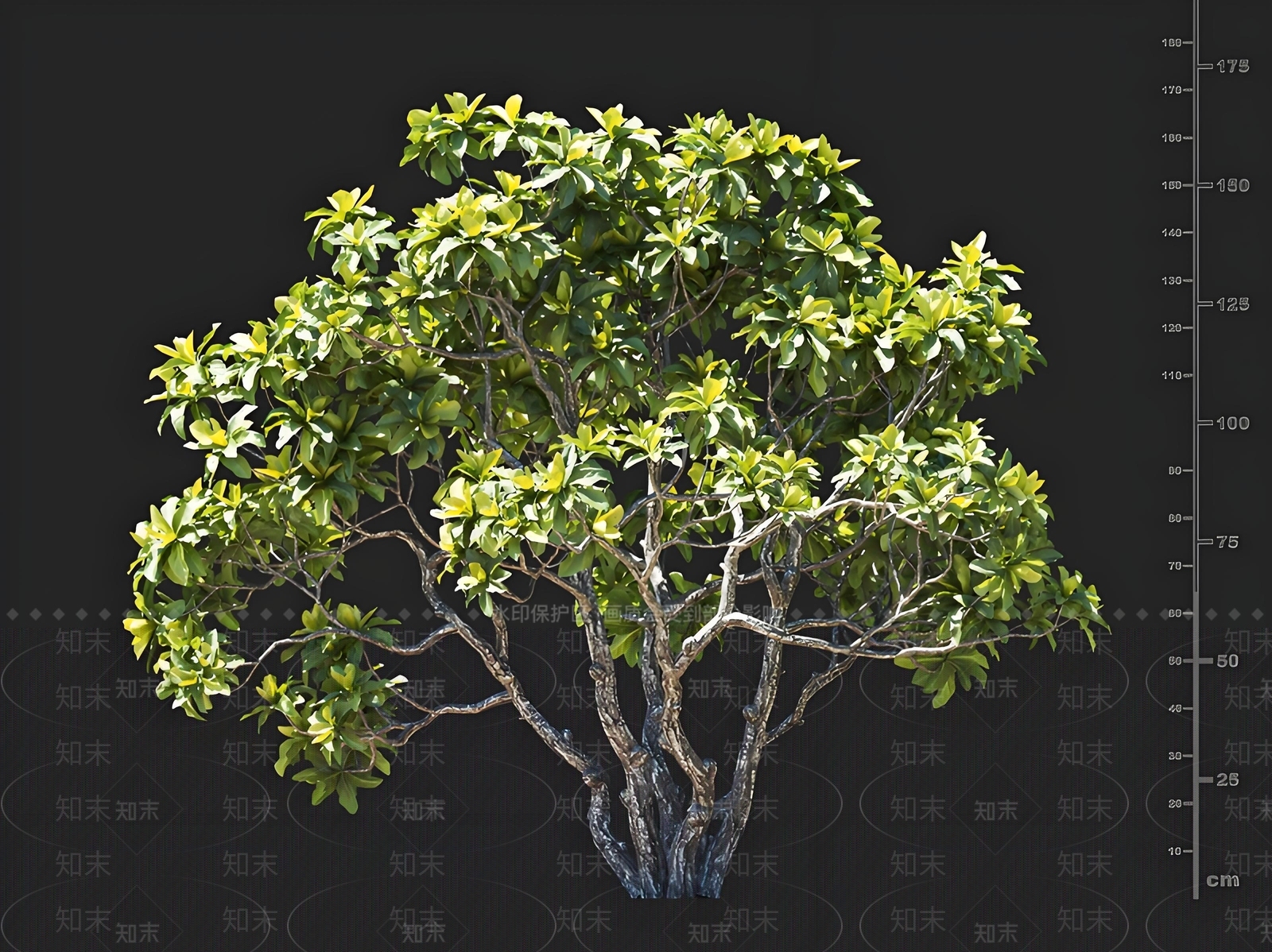 景观树3D模型下载【ID:1165362631】