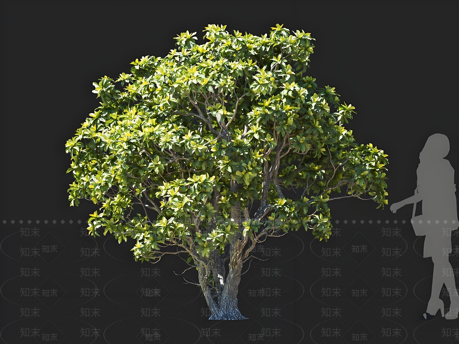 景观树3D模型下载【ID:1165362739】