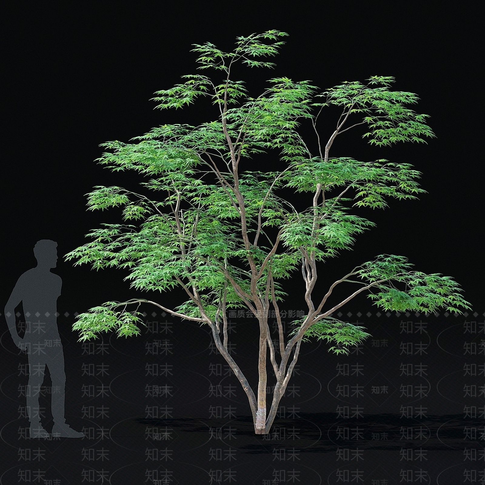 其他树木3D模型下载【ID:1165532823】