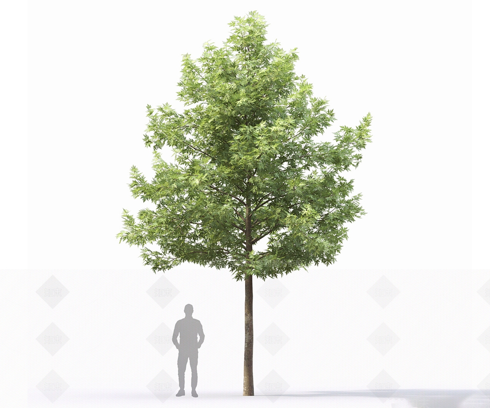 景观树3D模型下载【ID:1165552186】