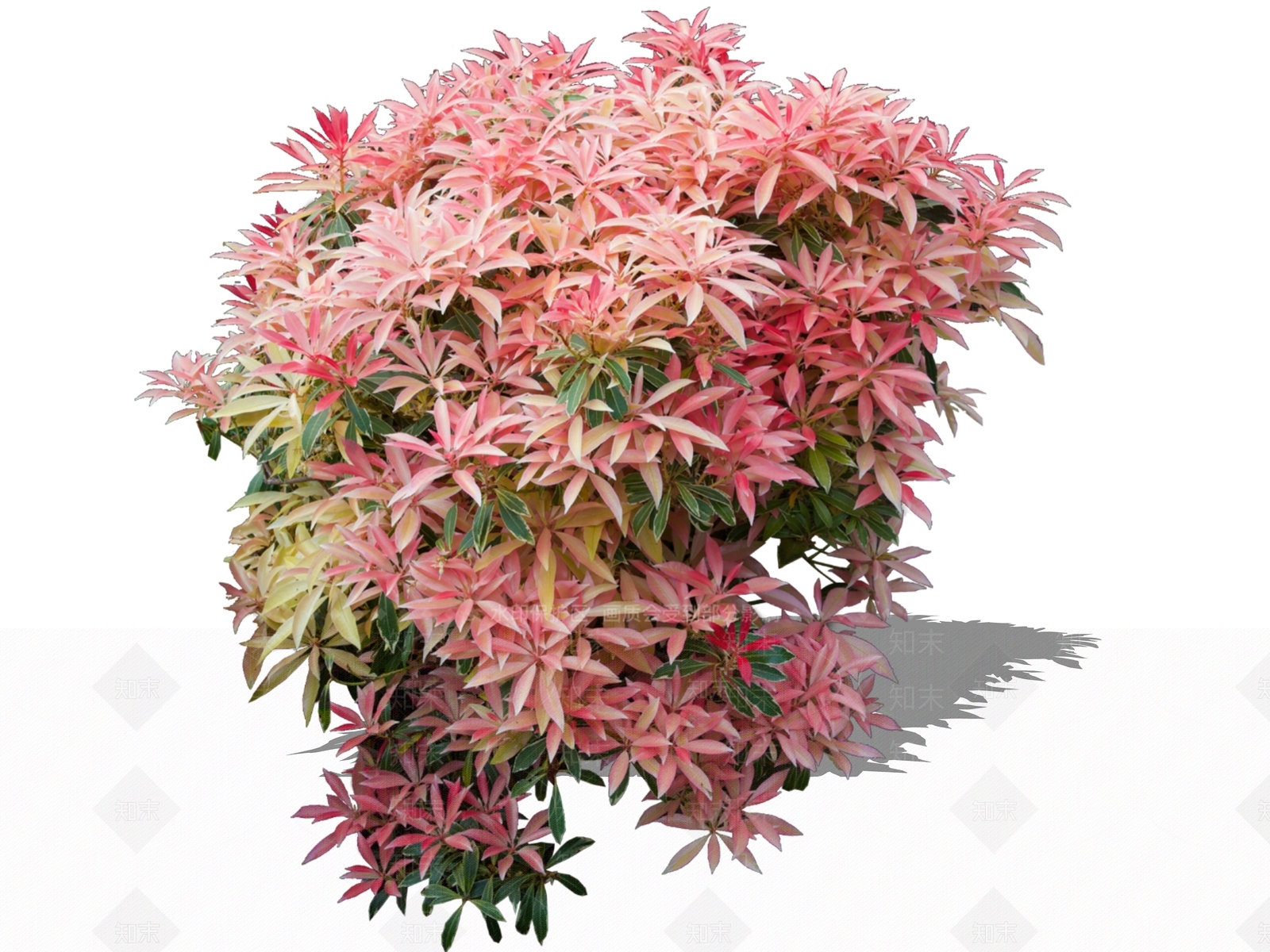 灌木SU模型下载【ID:1165614317】