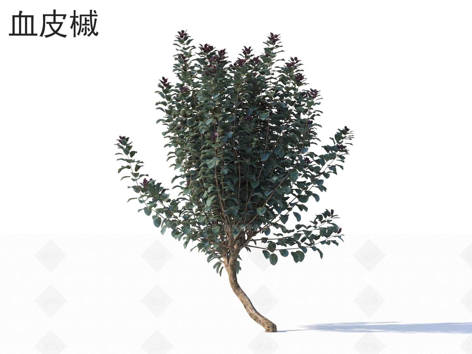 乔木3D模型下载【ID:1165633288】