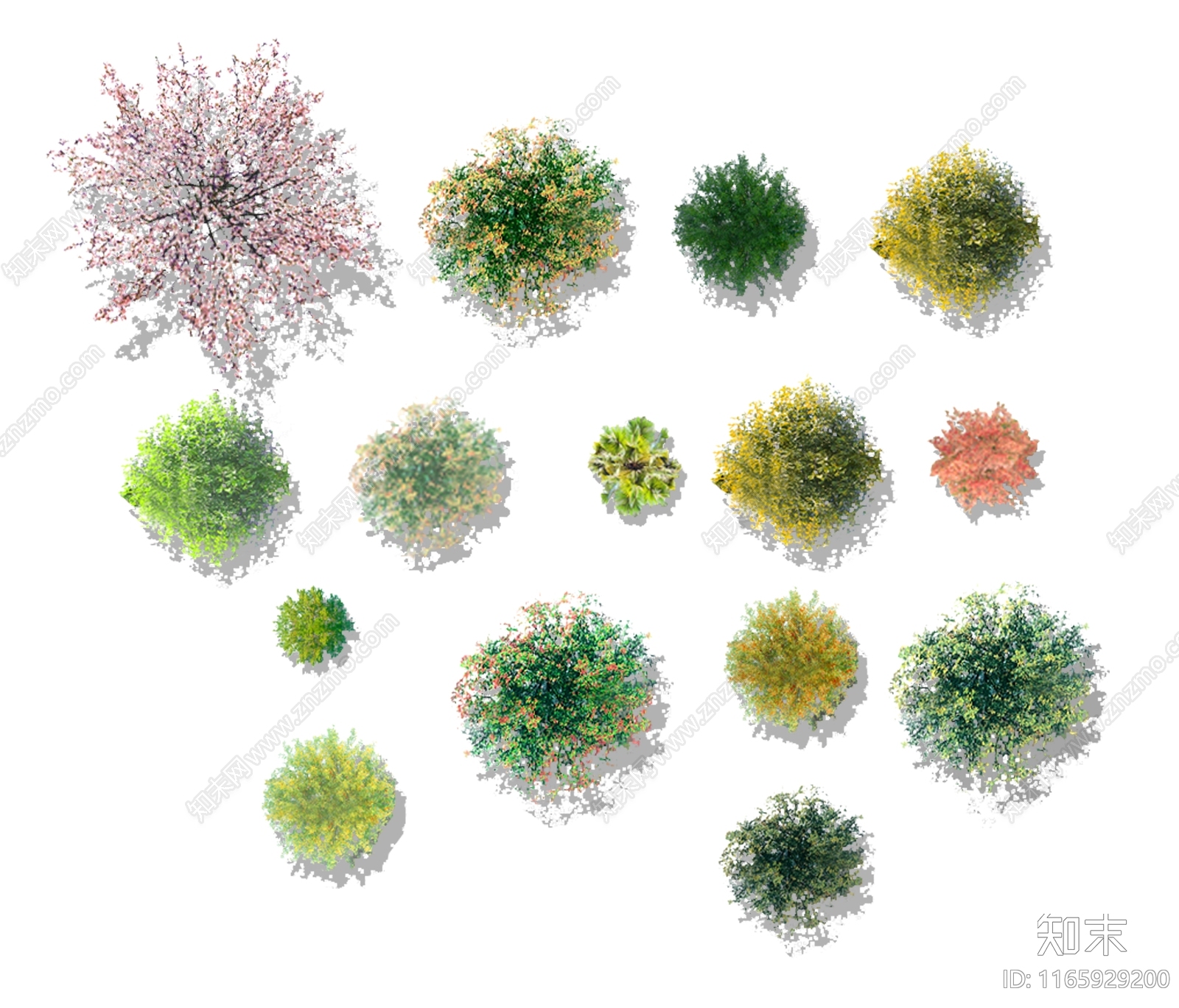 现代树_乔木_平面树_写实平面植物_彩平素材贴图下载 ID:1165929200_【知末网】