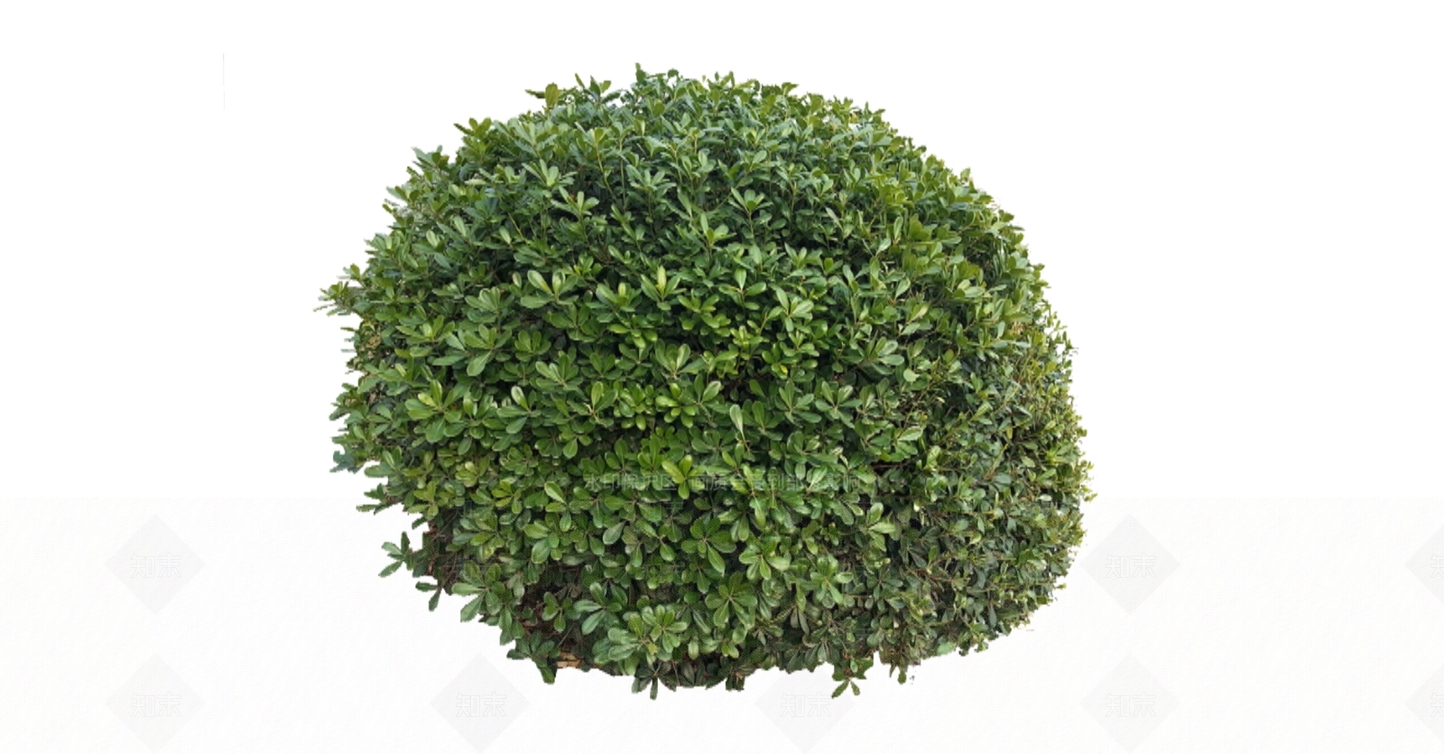 灌木SU模型下载【ID:1166264477】