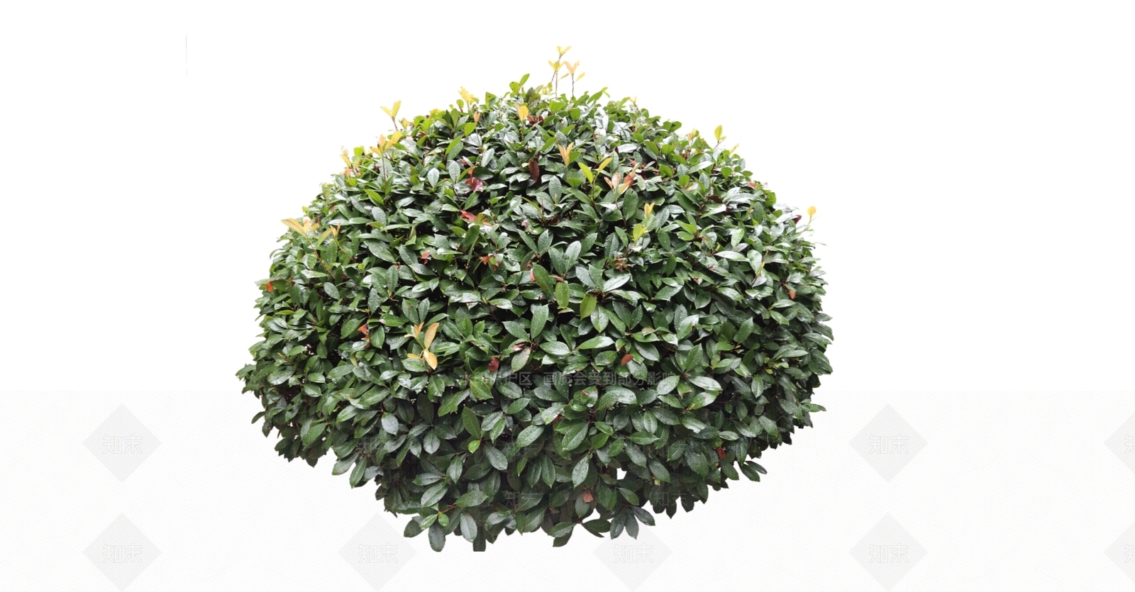 灌木SU模型下载【ID:1166272839】