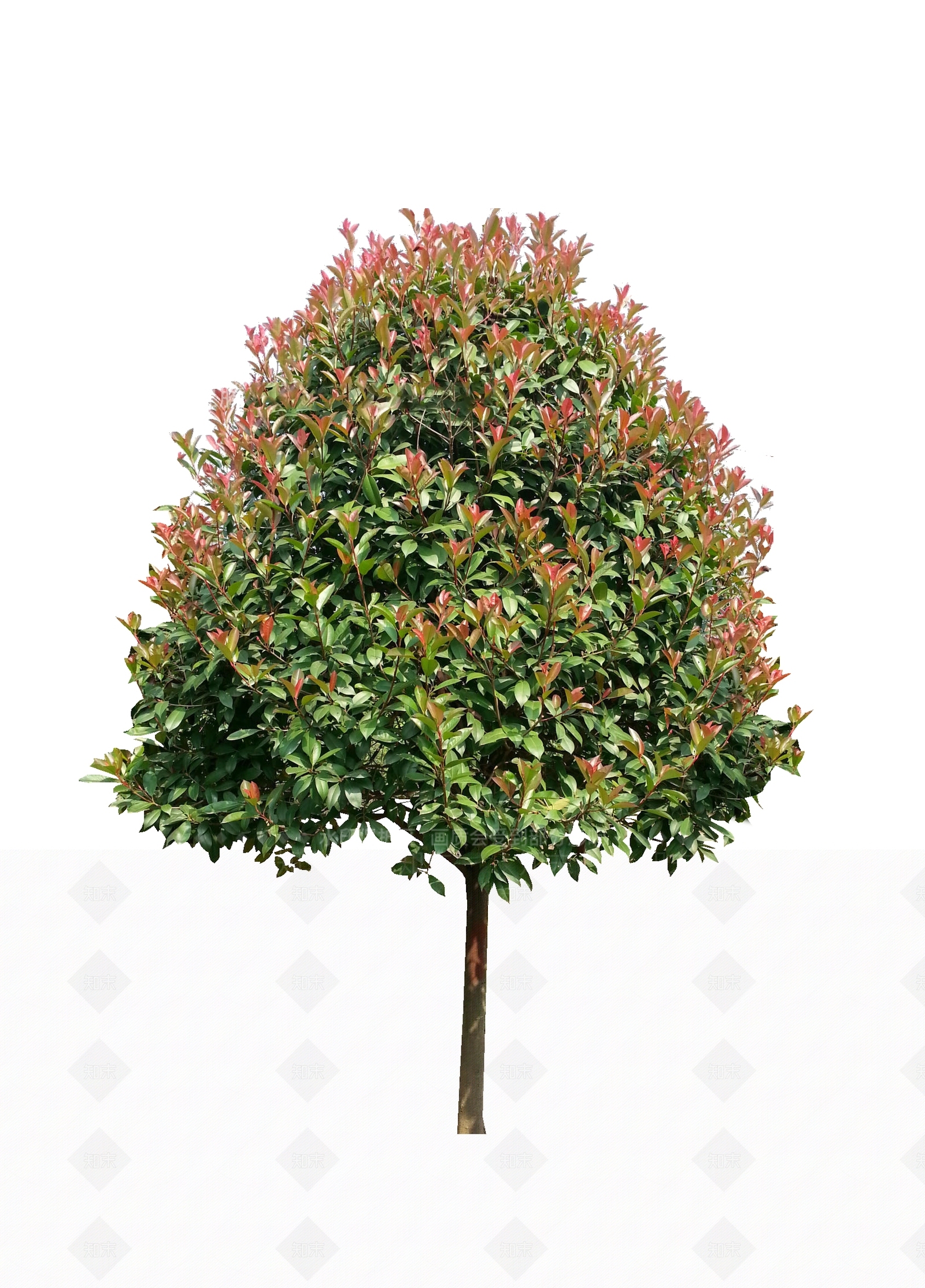 灌木SU模型下载【ID:1166285742】