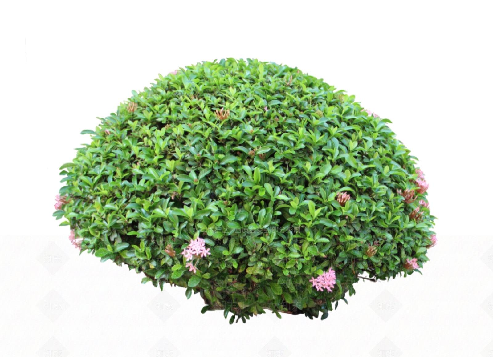 灌木SU模型下载【ID:1166291650】