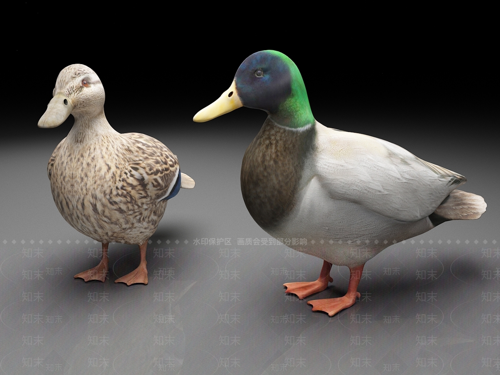 家禽类动物3D模型下载【ID:1166296412】