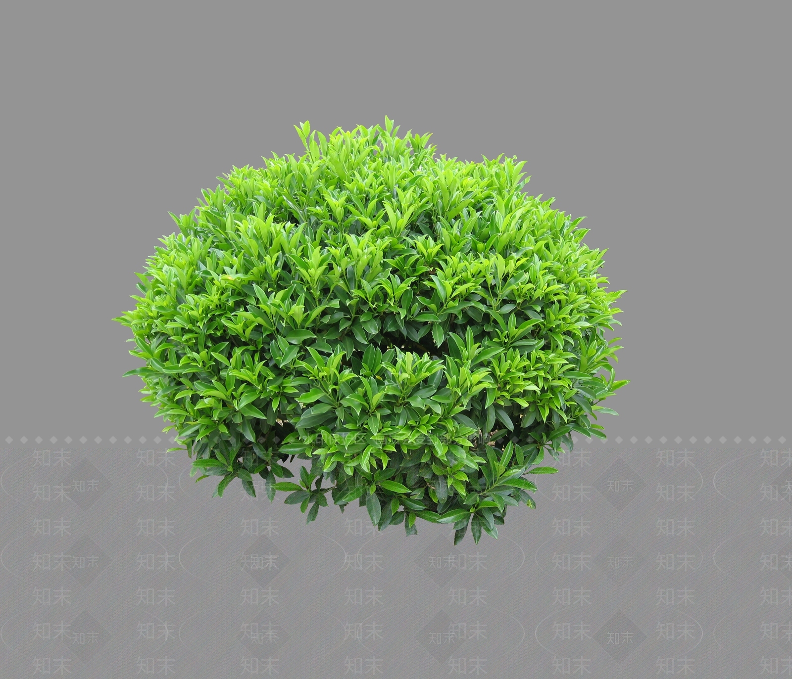 灌木SU模型下载【ID:1166361106】
