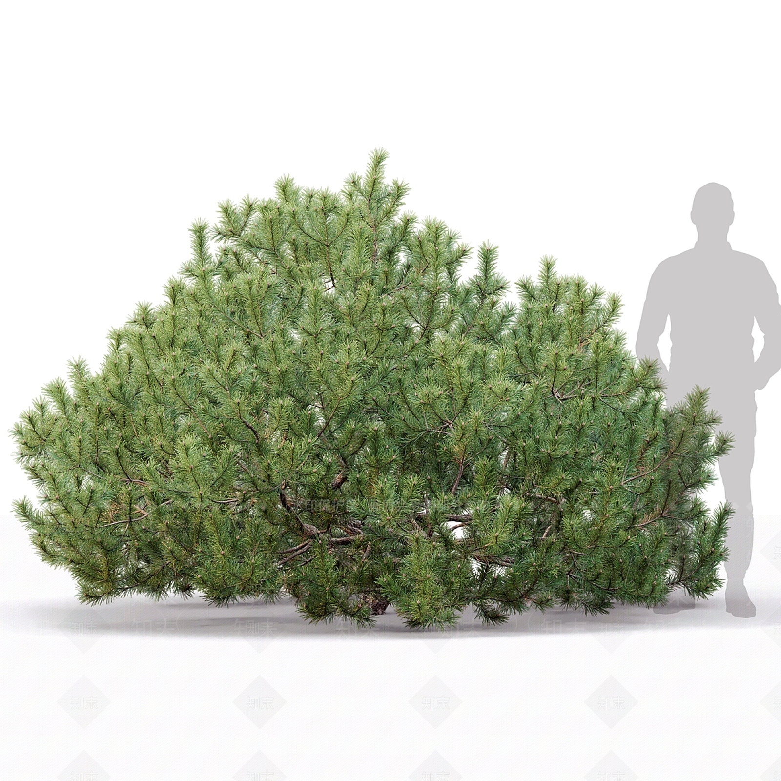灌木3D模型下载【ID:1166977339】