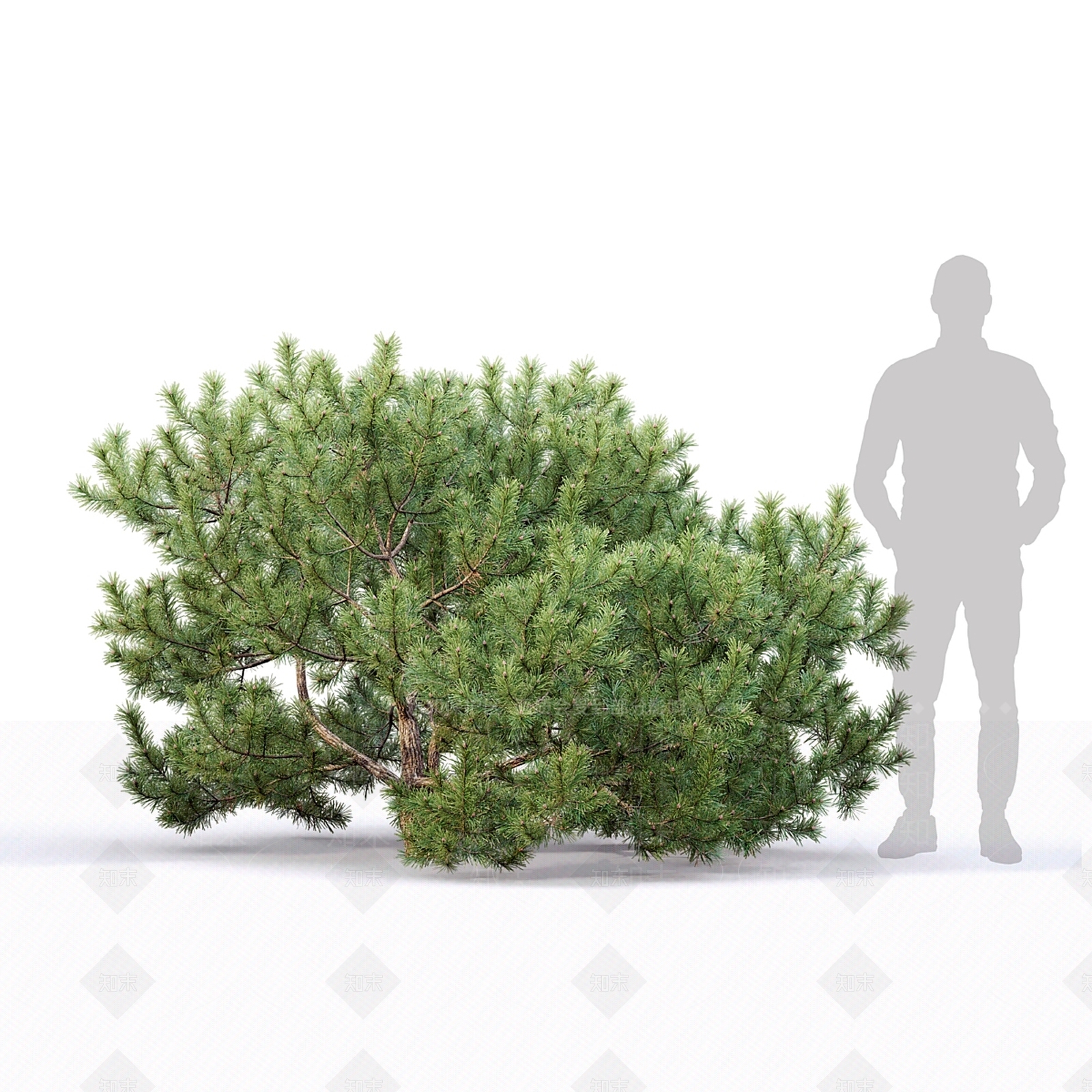 灌木3D模型下载【ID:1166977339】