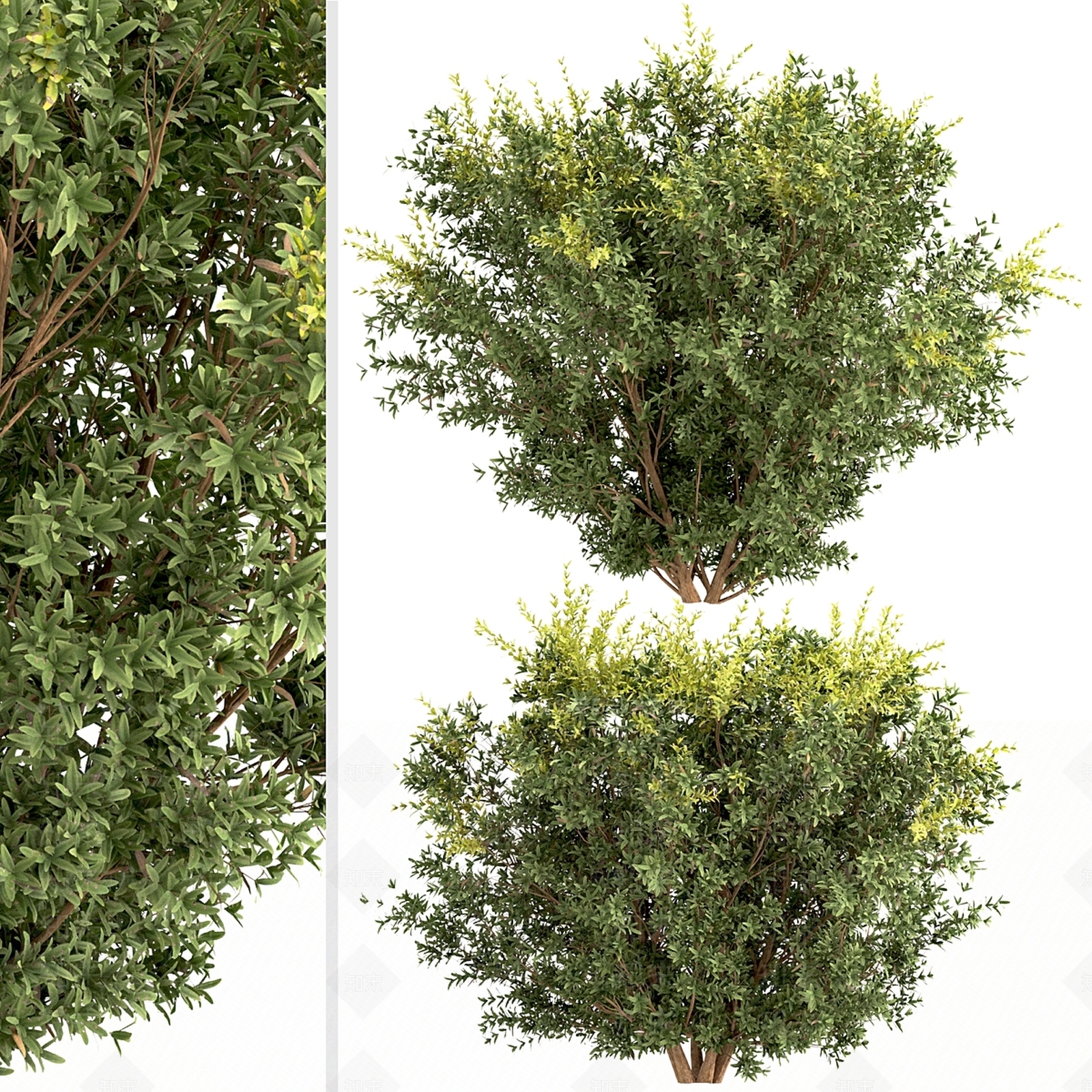 灌木3D模型下载【ID:1166977497】