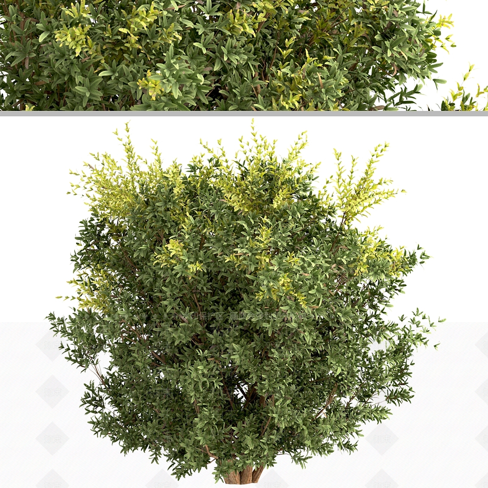 灌木3D模型下载【ID:1166977497】
