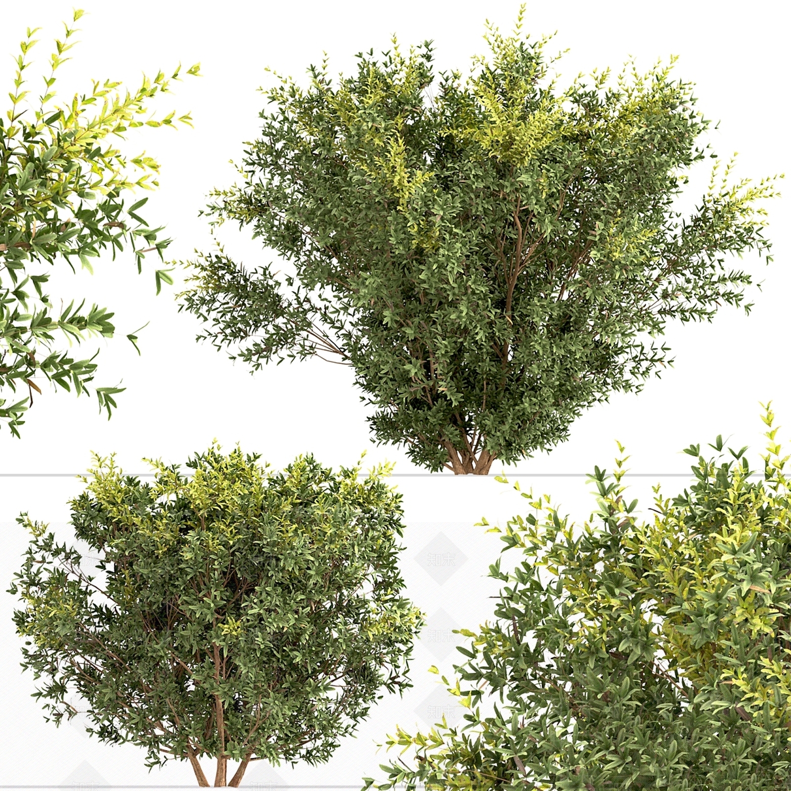 灌木3D模型下载【ID:1166977497】