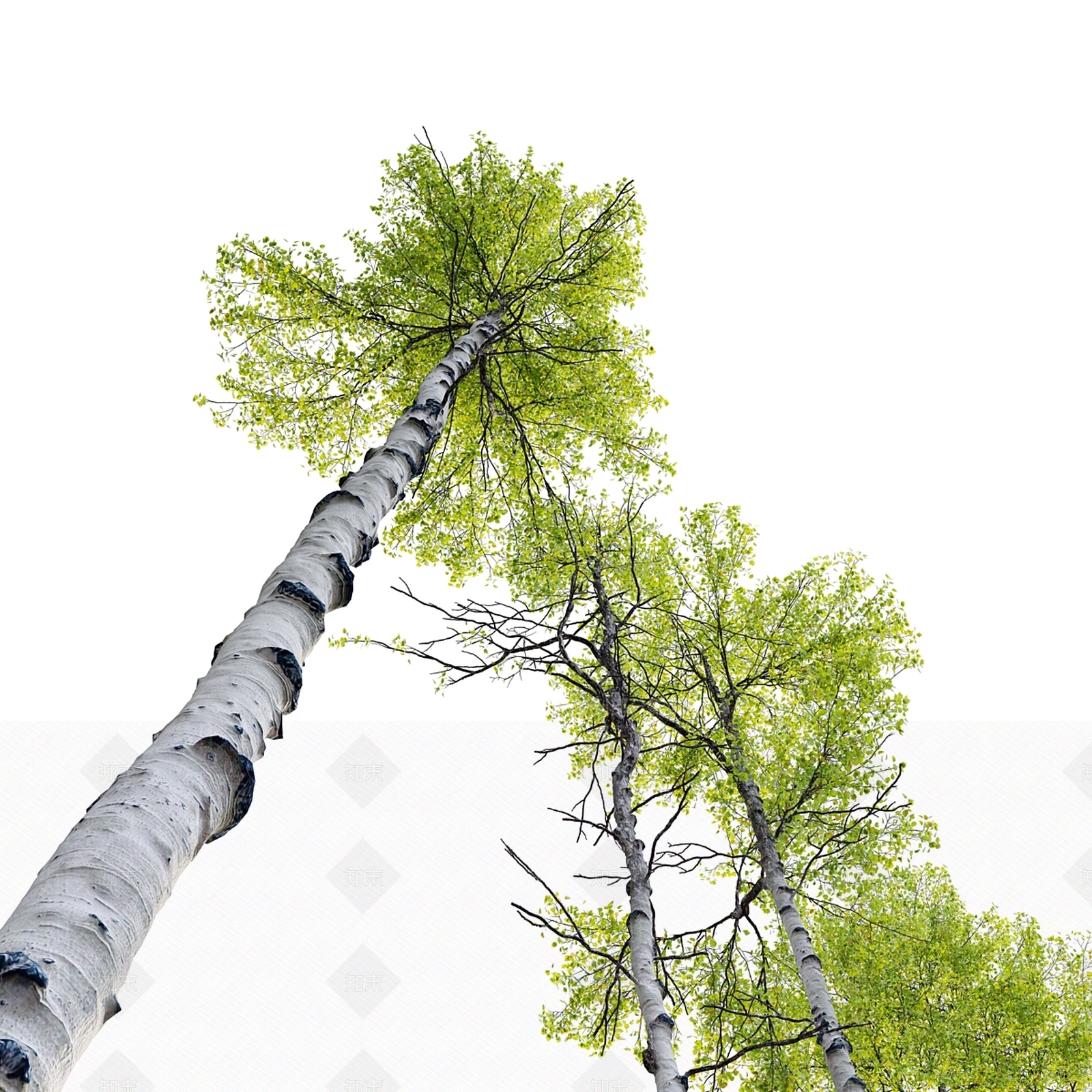其他树木3D模型下载【ID:1167036526】