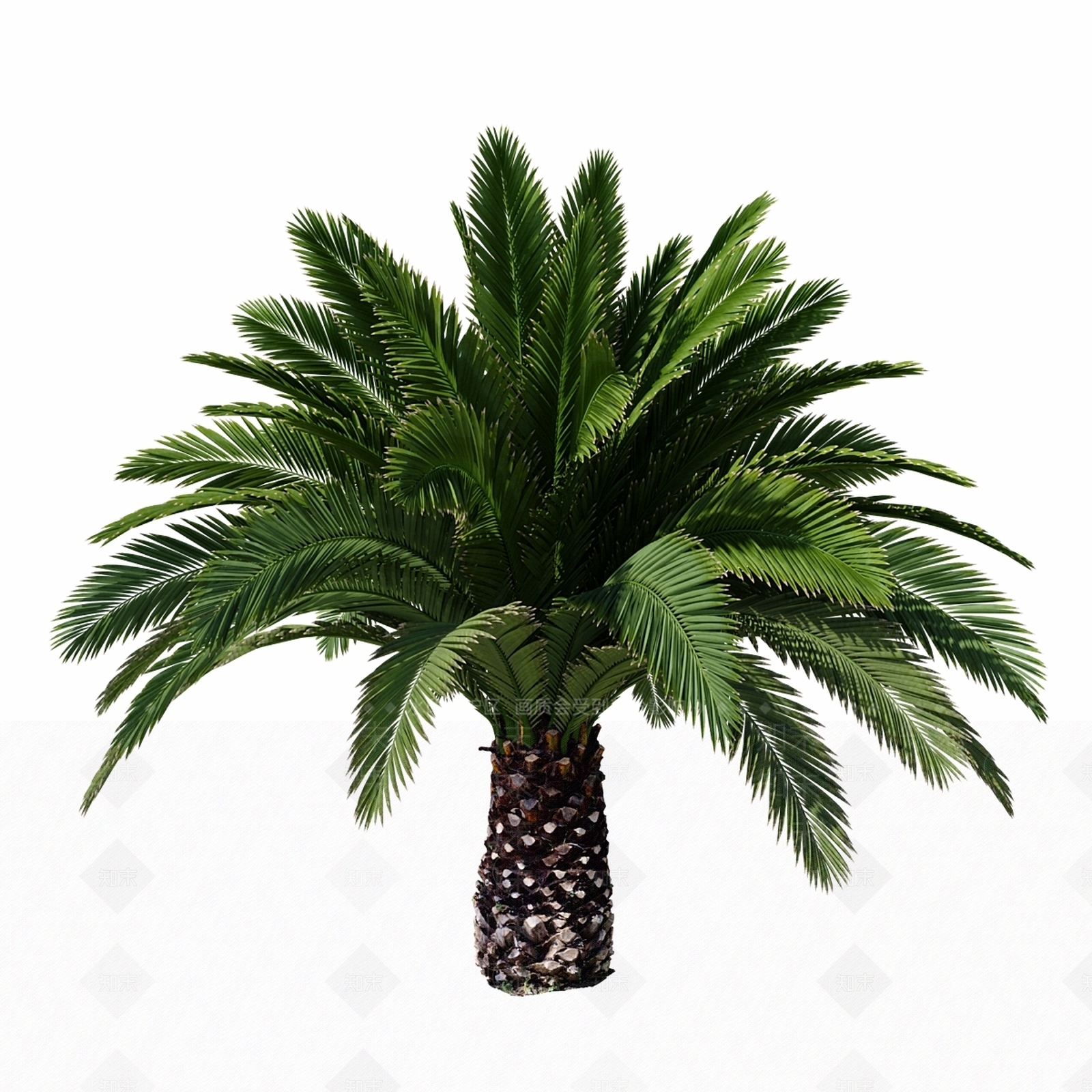 其他树木3D模型下载【ID:1167071227】