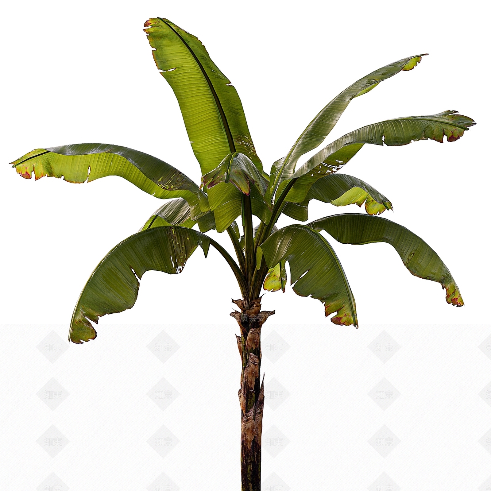 其他树木3D模型下载【ID:1167096590】