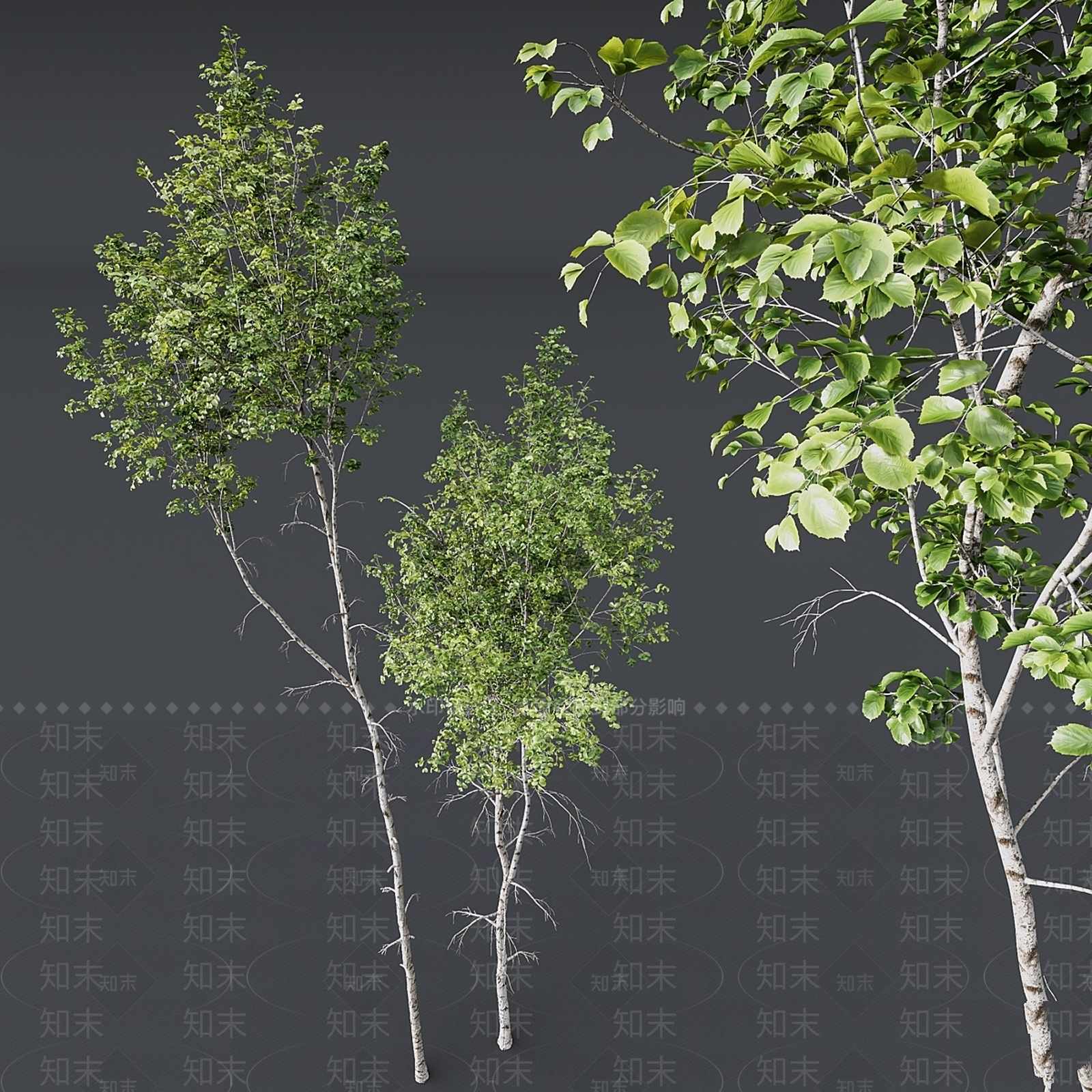 其他树木3D模型下载【ID:1167097392】