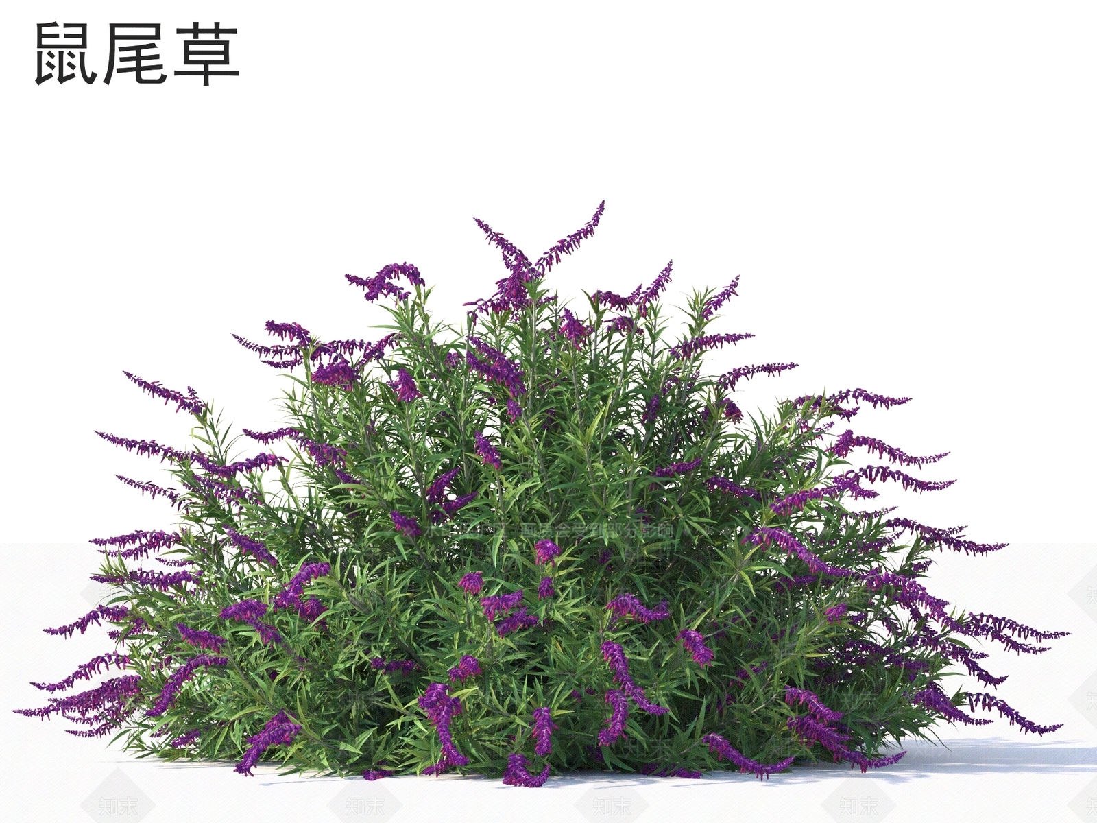 灌木3D模型下载【ID:1167335664】