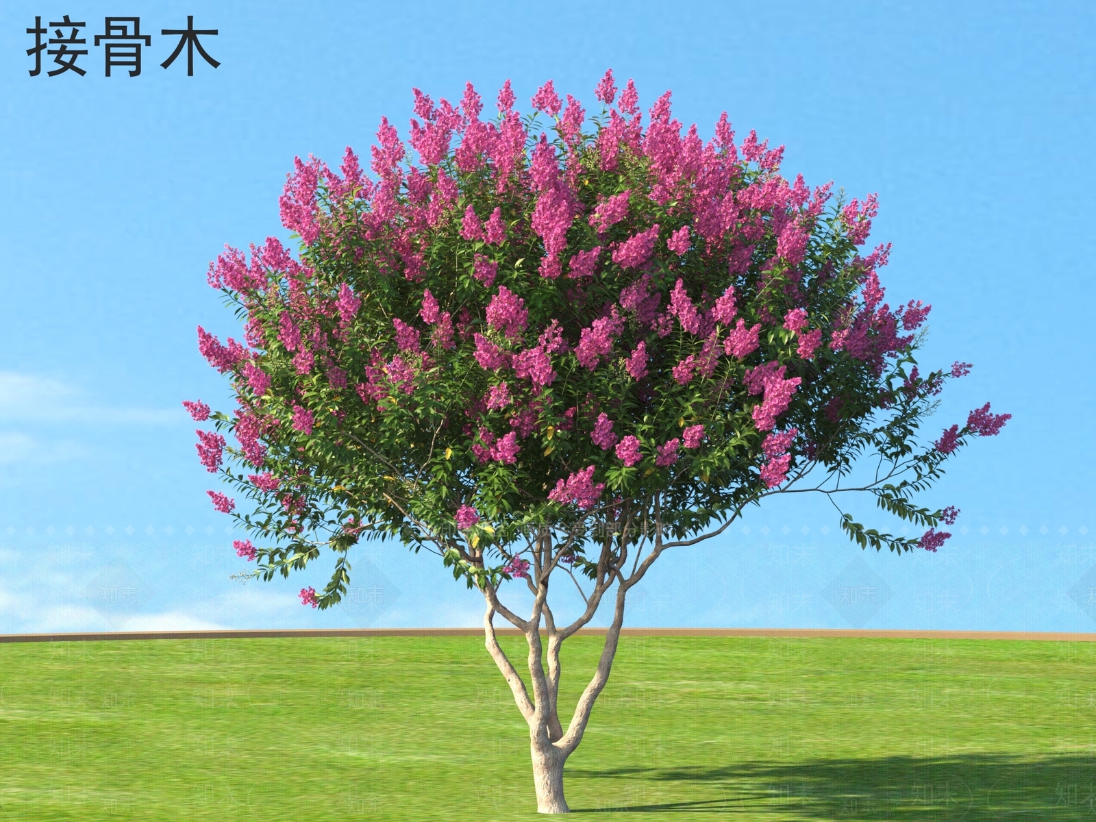 灌木3D模型下载【ID:1167356123】