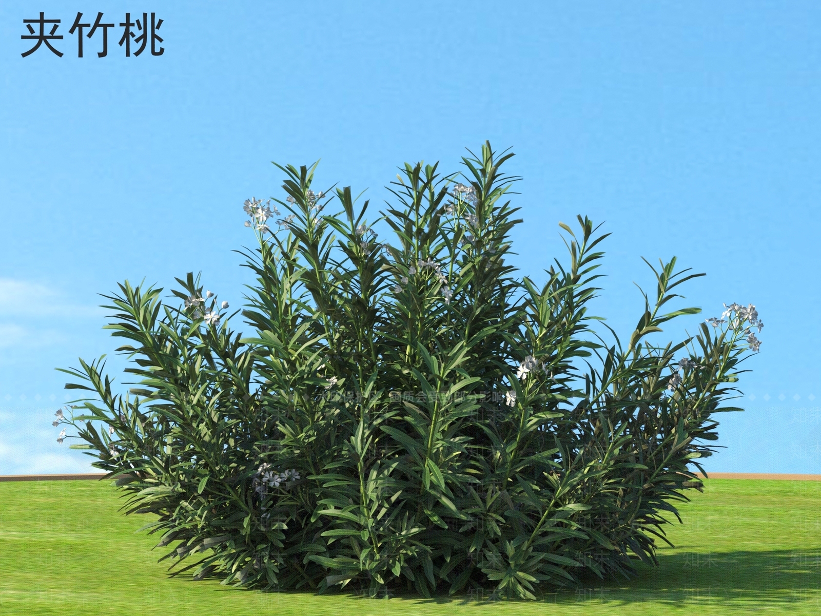 灌木3D模型下载【ID:1167422897】