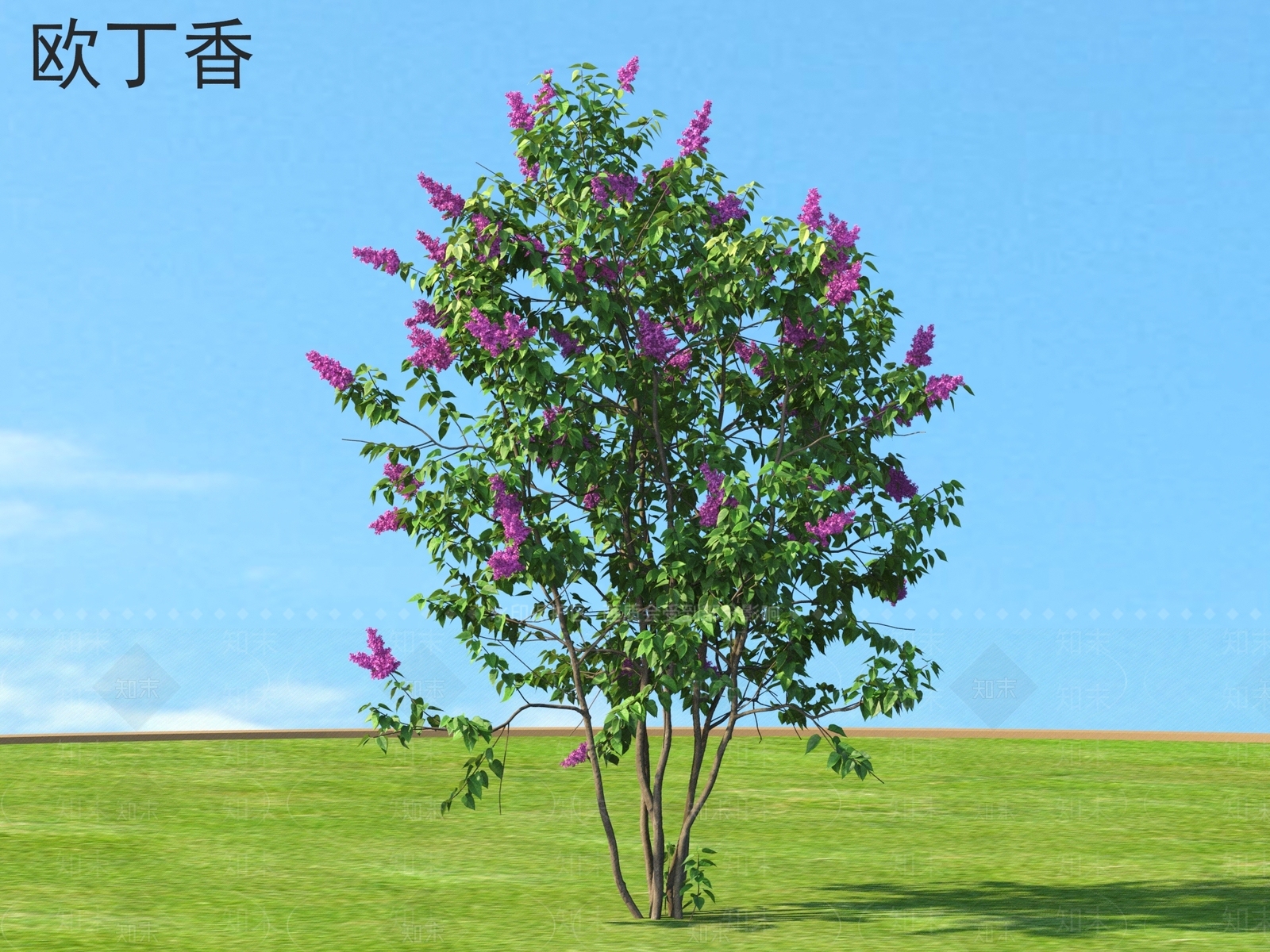 灌木3D模型下载【ID:1167565893】