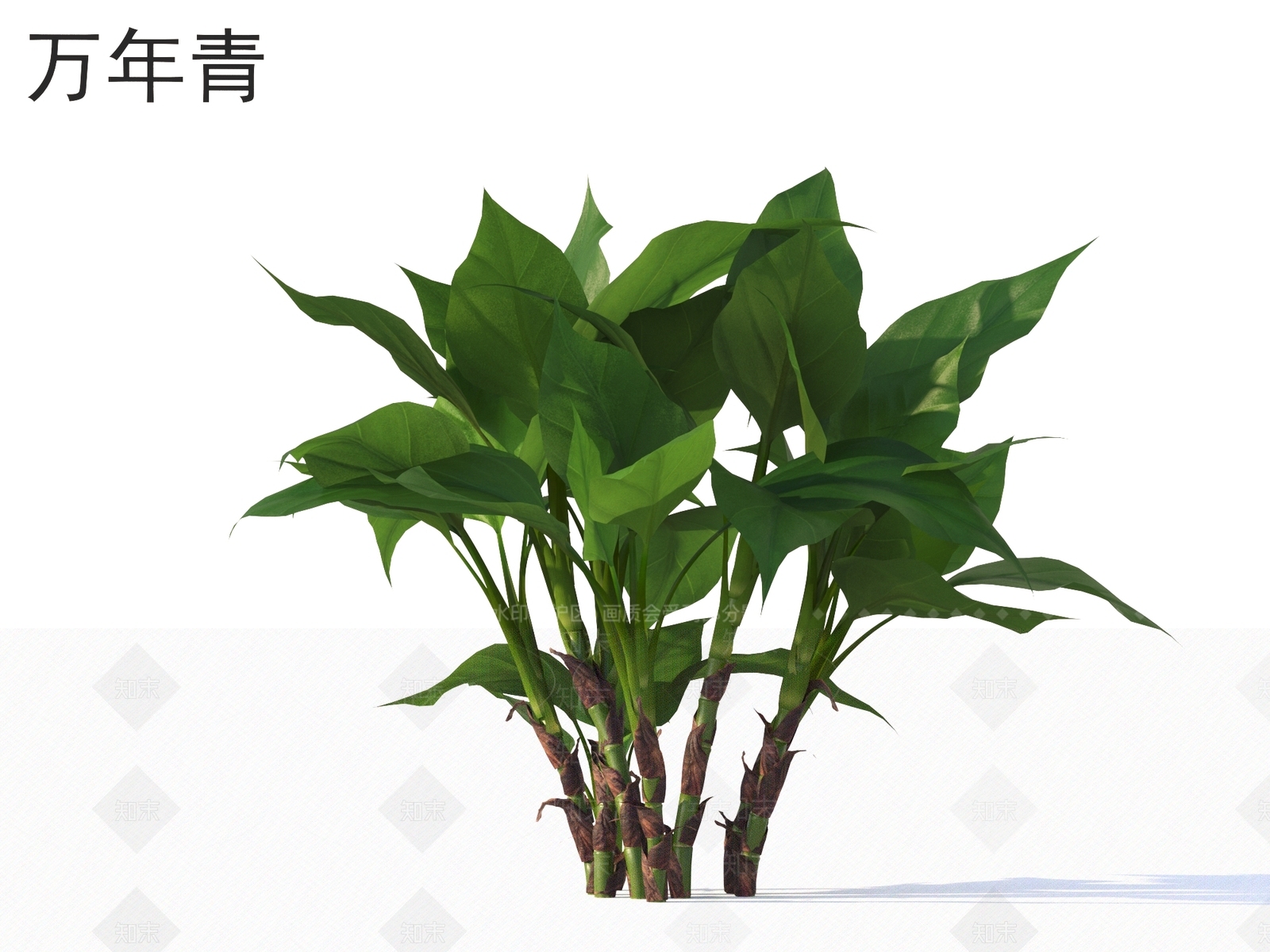 草3D模型下载【ID:1168069327】