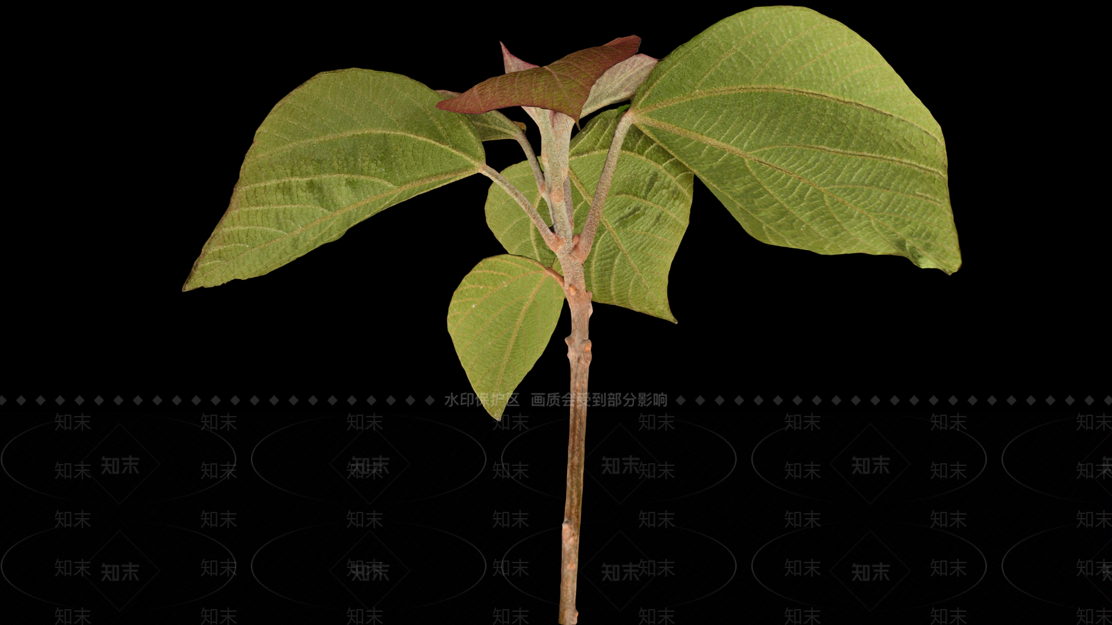 其他树木3D模型下载【ID:1168081845】