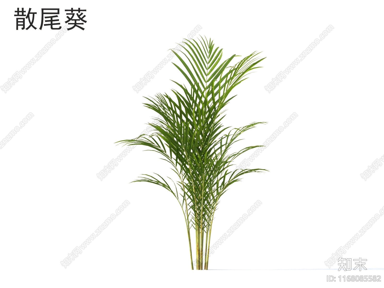 草3D模型下载【ID:1168085582】