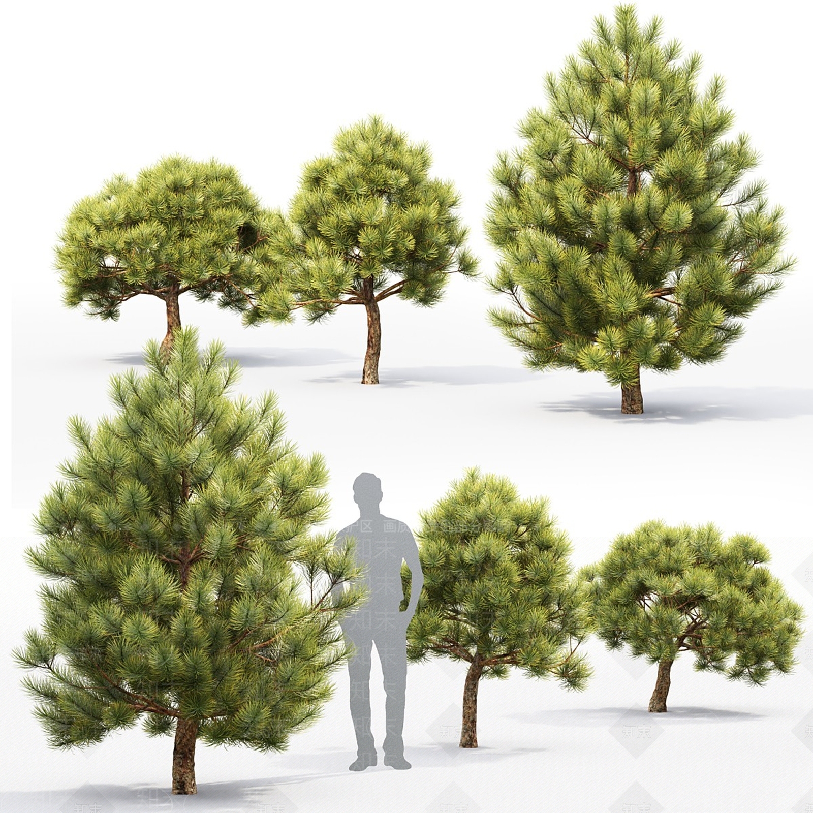 其他树木3D模型下载【ID:1168323132】