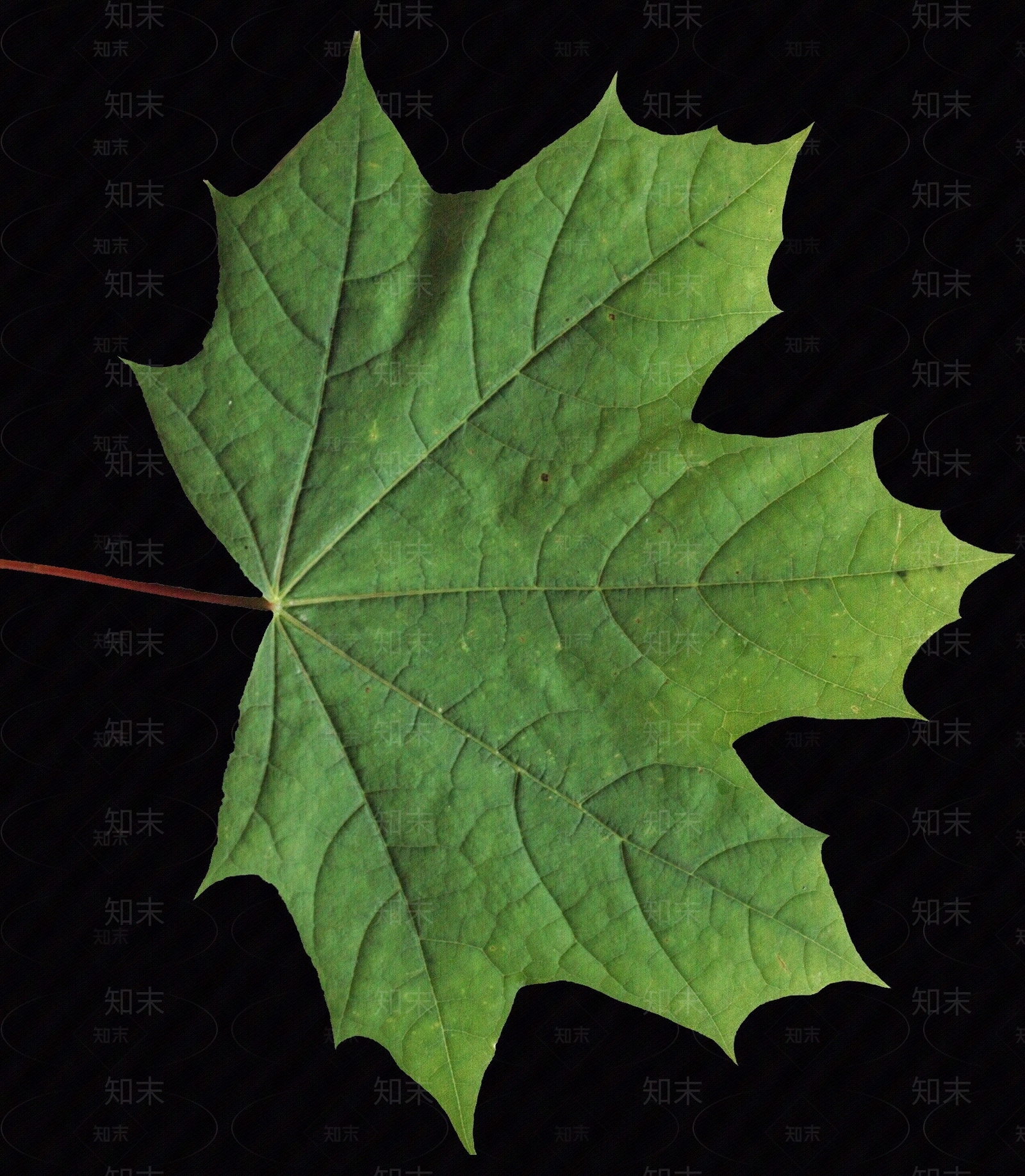 现代剪影贴图下载【ID:1168524845】