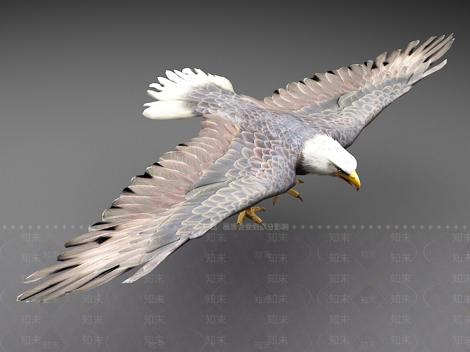 飞行类动物3D模型下载【ID:1168530372】