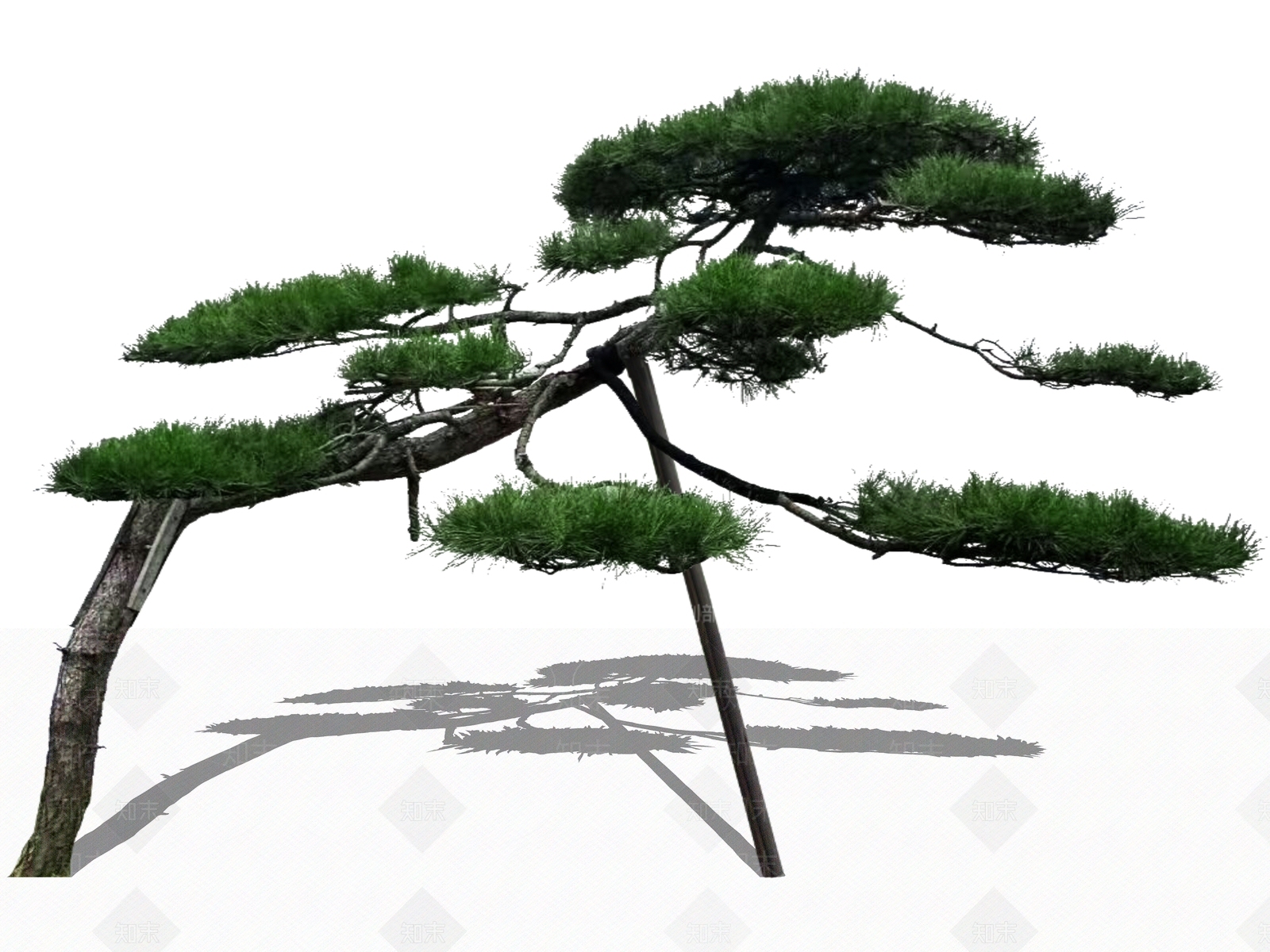 乔木_松树_2D造型松黑松_斜飘黑松_迎客松_主景树SU模型下载 ID:1168652387_【知末网】