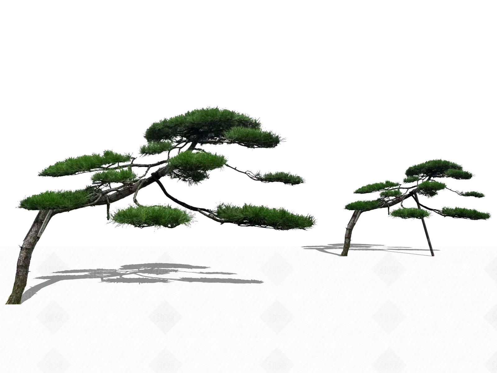 乔木_松树_2D造型松黑松_斜飘黑松_迎客松_主景树SU模型下载 ID:1168652387_【知末网】