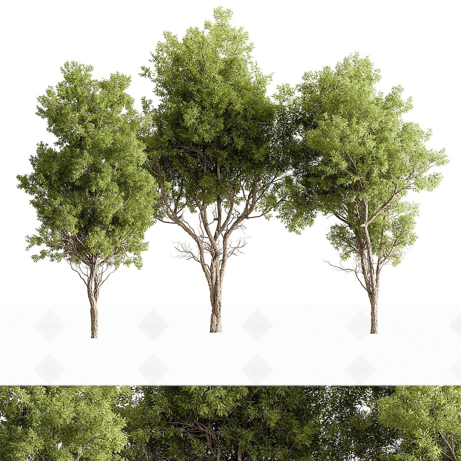 景观树3D模型下载【ID:1169213145】