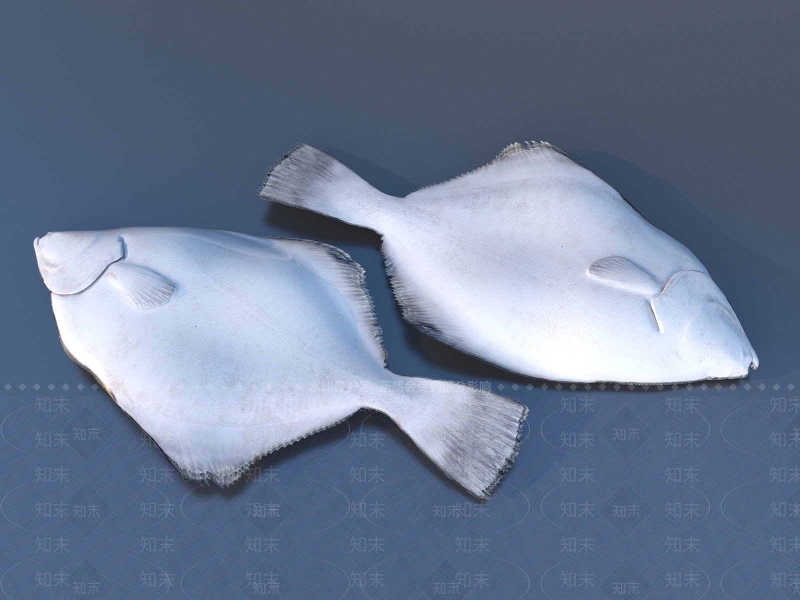 水生类动物3D模型下载【ID:1169340805】