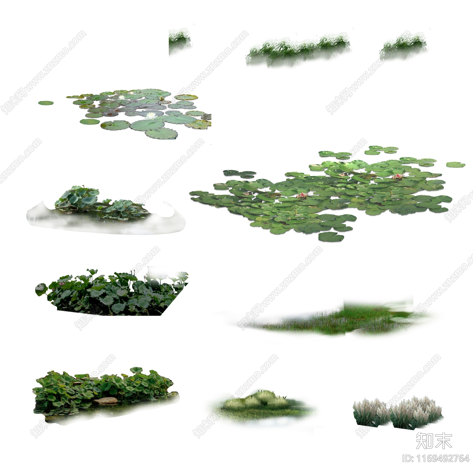 水生植物设计素材精品下载_知末网